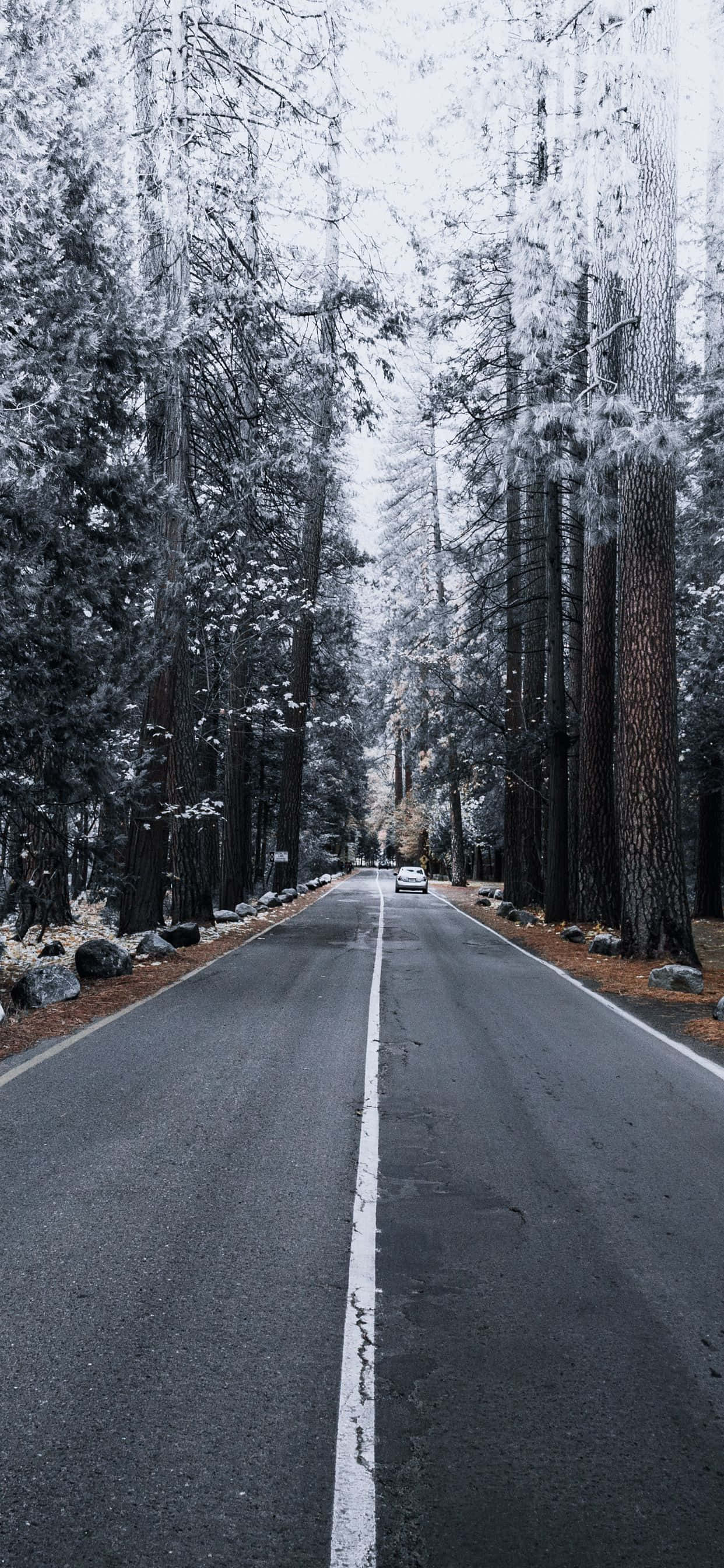 iPhone Xs Max Apple 背景 松樹 雪 壁紙