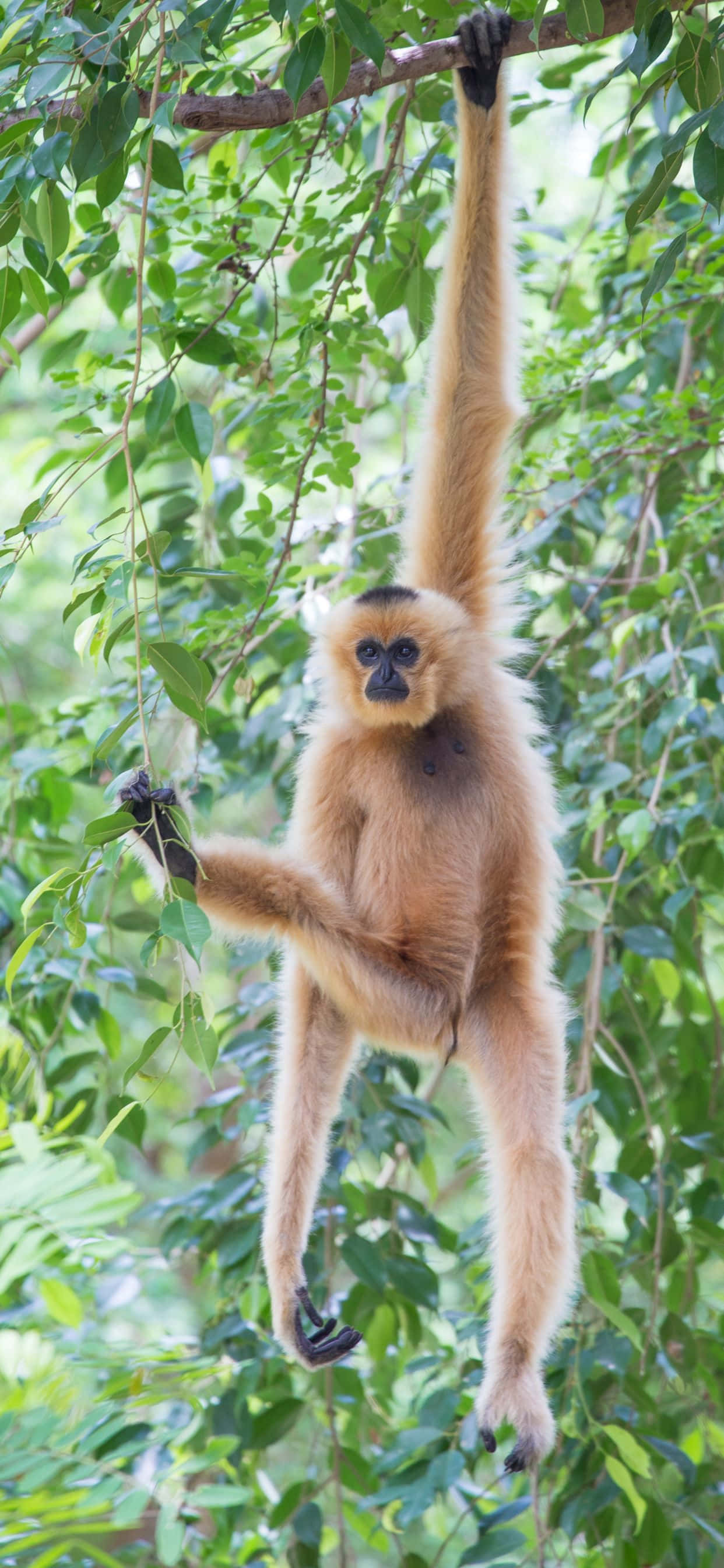 iPhone Xs Max Gibbon 腦力遊戲 壁紙