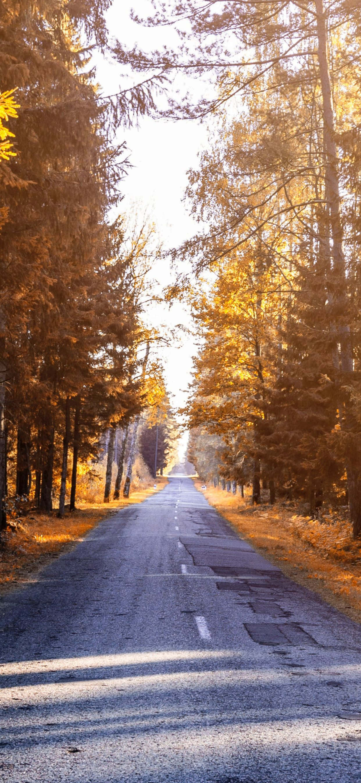 用iPhone Xs Max享受秋日缤纷美景 壁紙