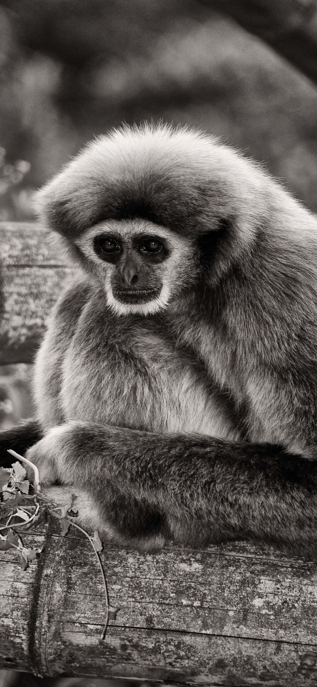 iPhone Xs Max 搭配亮橙色 gibbon 背景 壁紙
