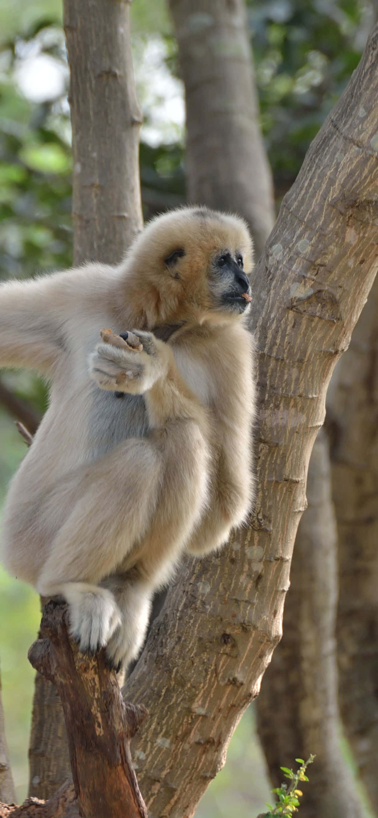 iPhone Xs Max與Gibbon的動人美景 壁紙