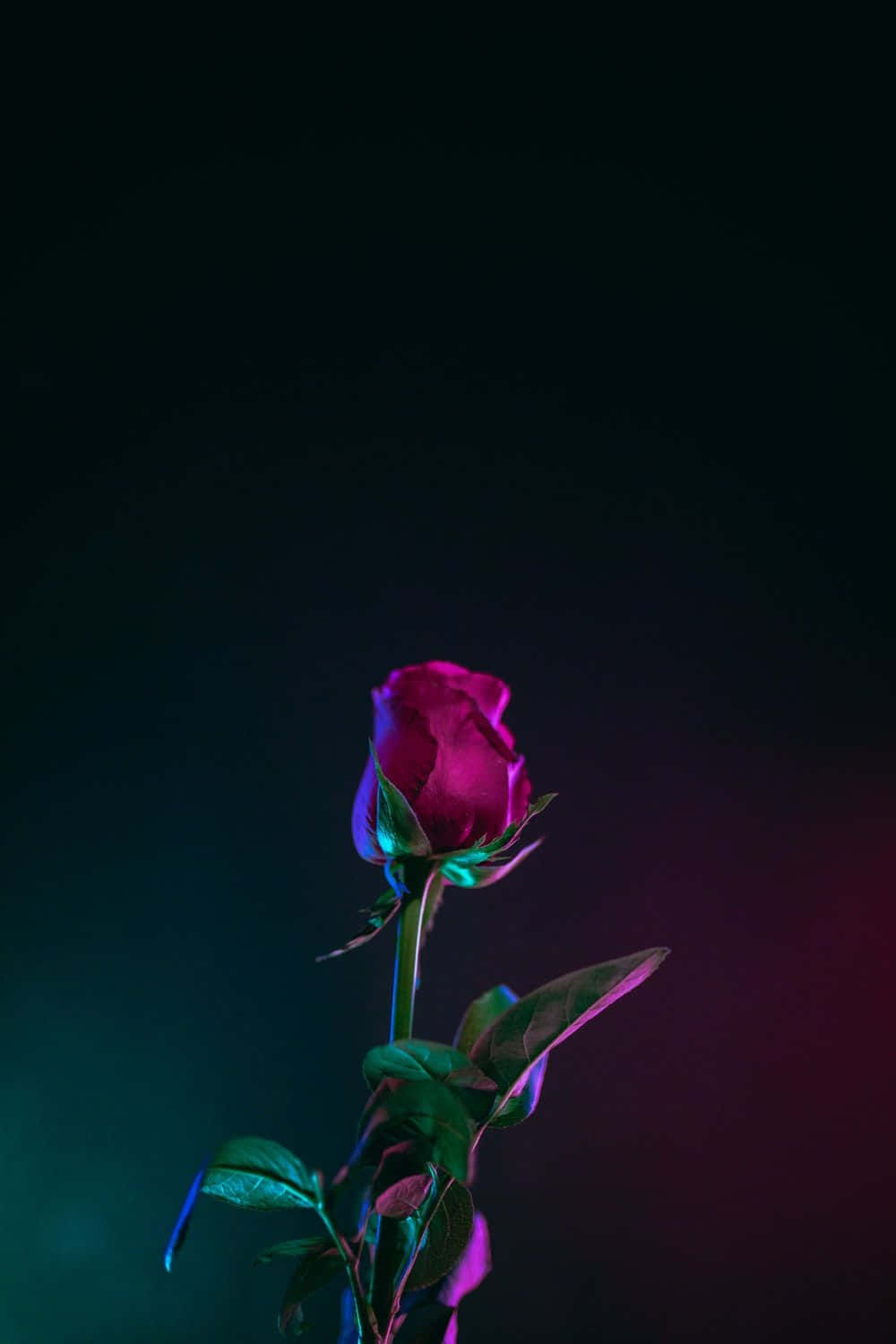 紅玫瑰花苞 iPhone XS OLED 桌布 壁紙