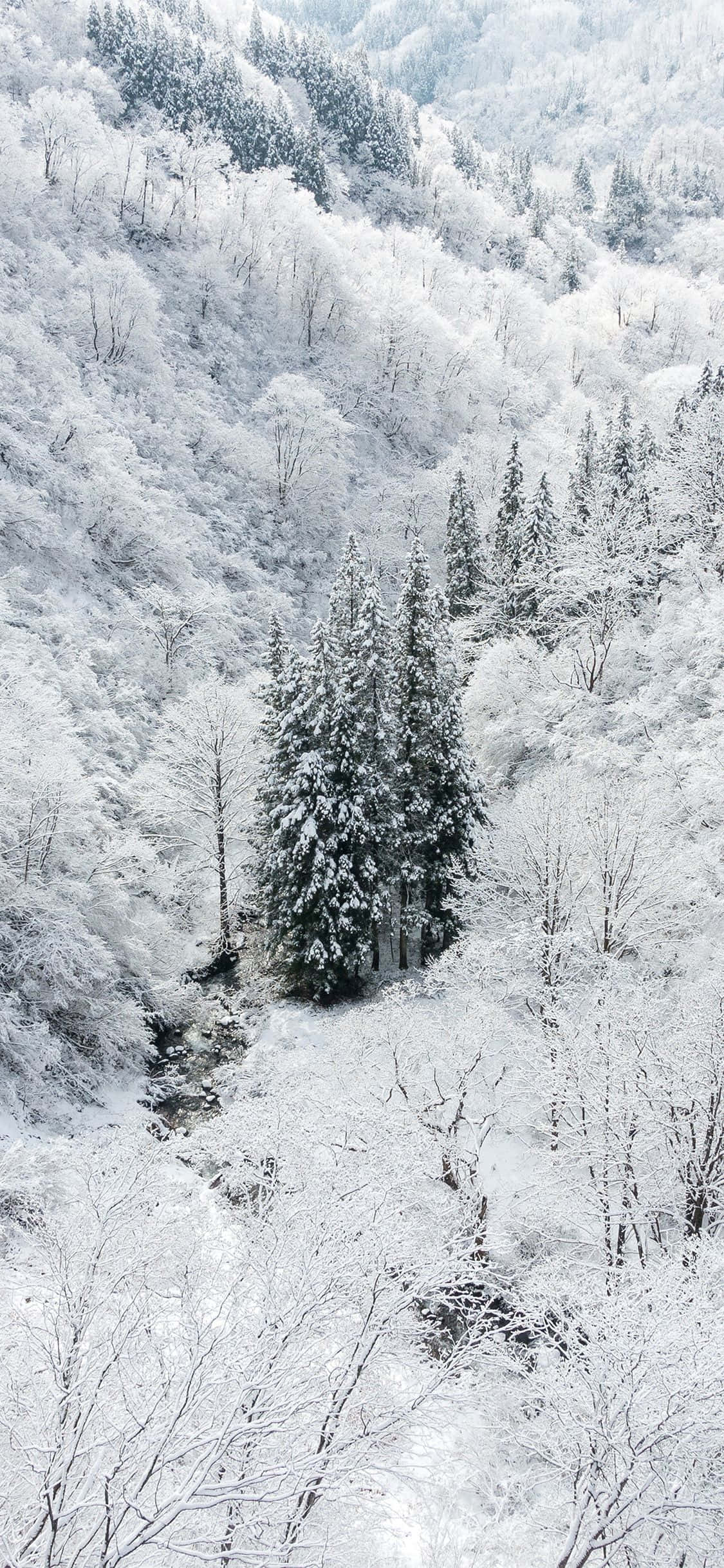 享受冬日雪景iPhone 壁紙