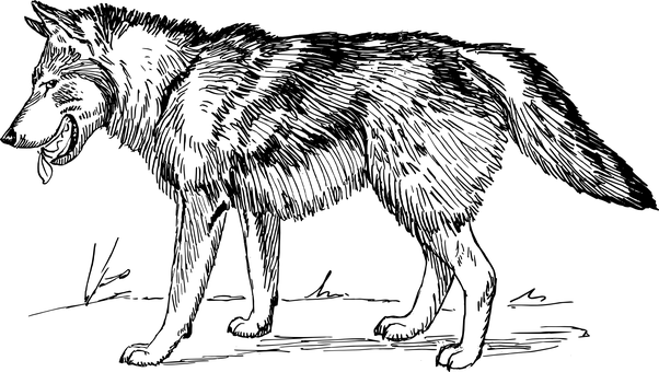 幽影中的雄狼.JPG 壁紙