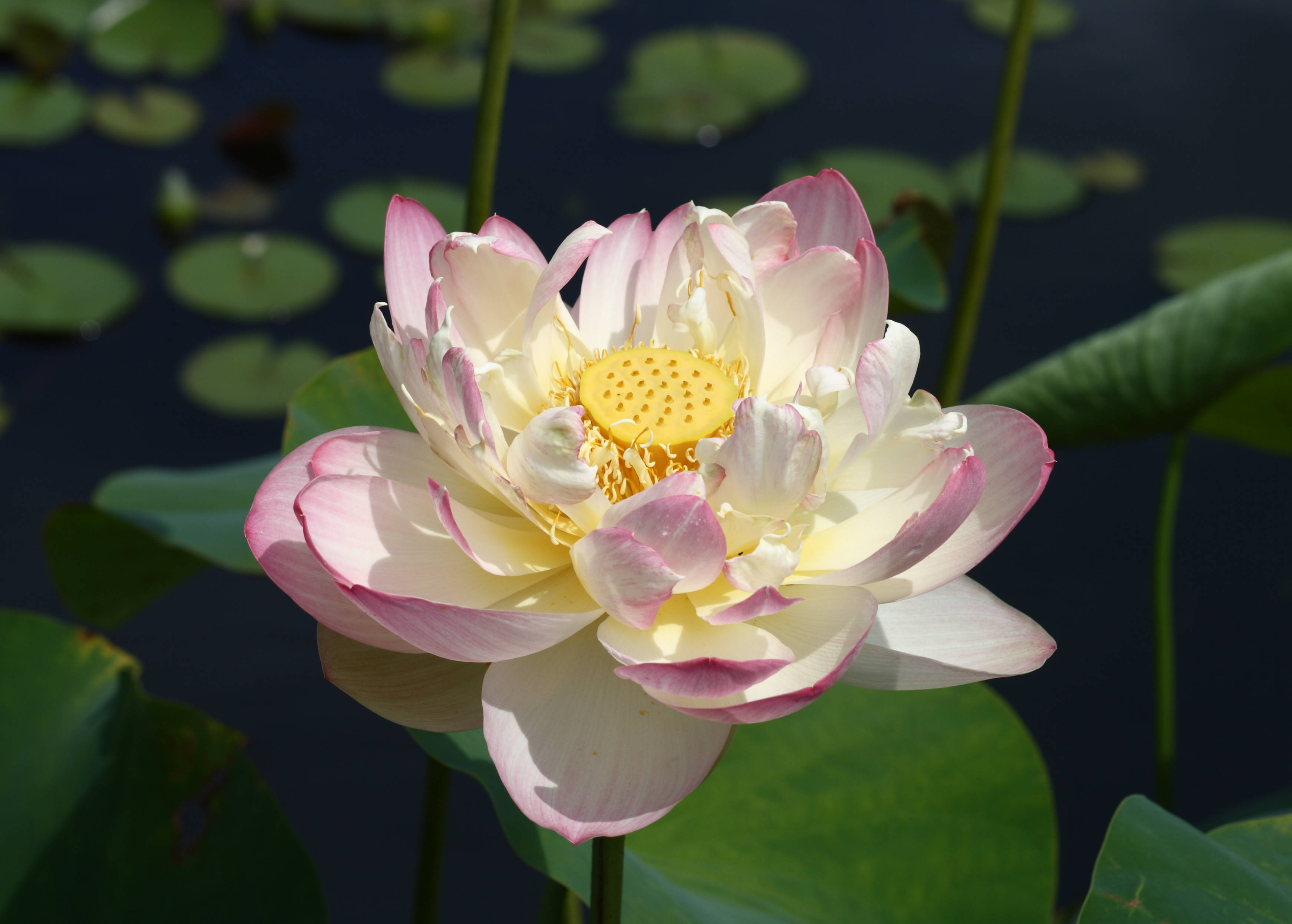 Mrs. Perry D. Slocum 莲花 壁紙