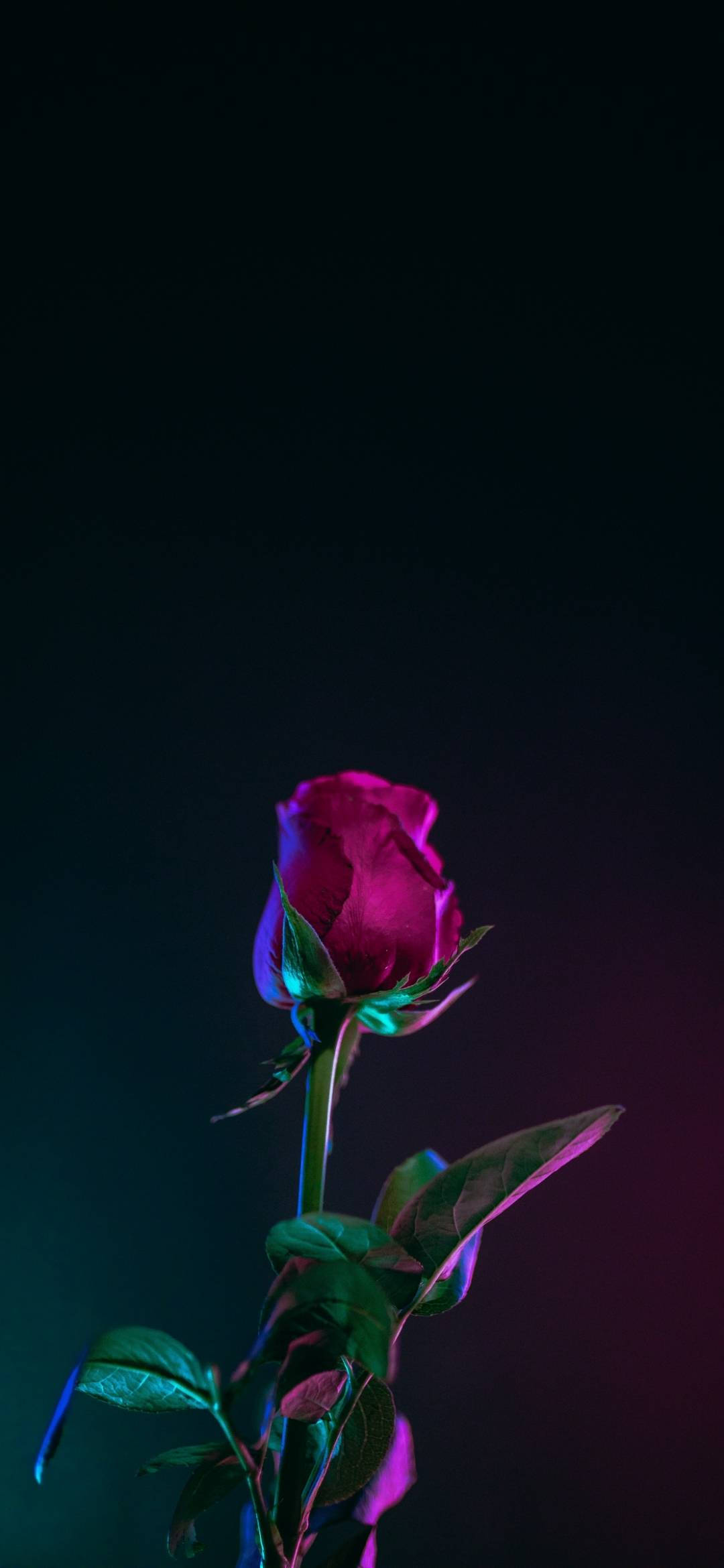 Note 10 Plus 紅玫瑰 壁紙