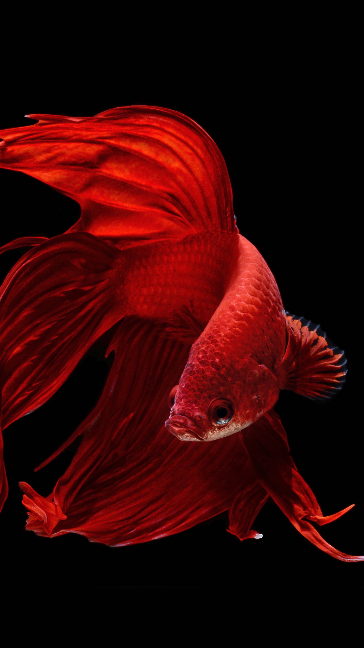 OLED 流线型金鱼 壁紙
