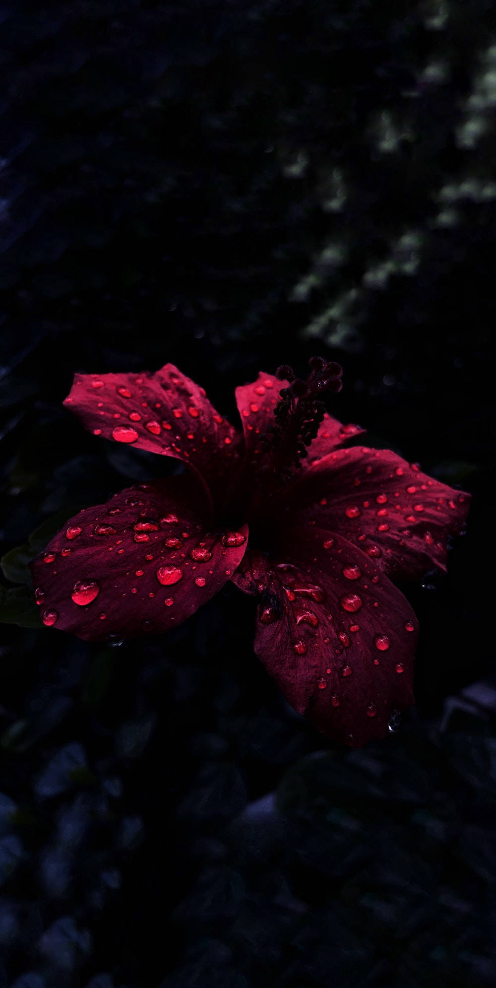 OLED雨滴落芙蓉 壁紙