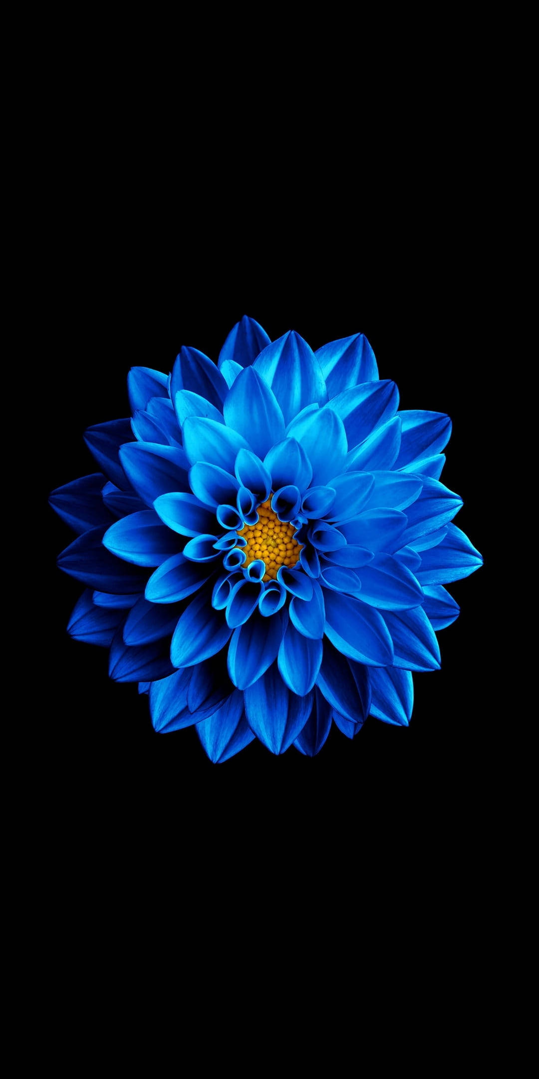 黑色OLED屏上的蓝花 壁紙