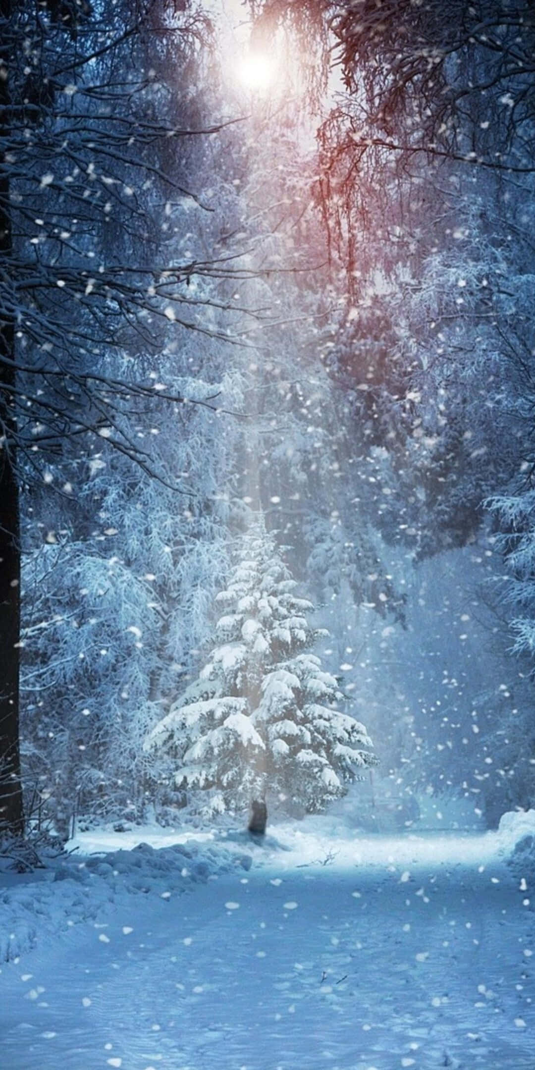 Pixel 3 冬季背景 雪覆樹木與聚光燈 壁紙