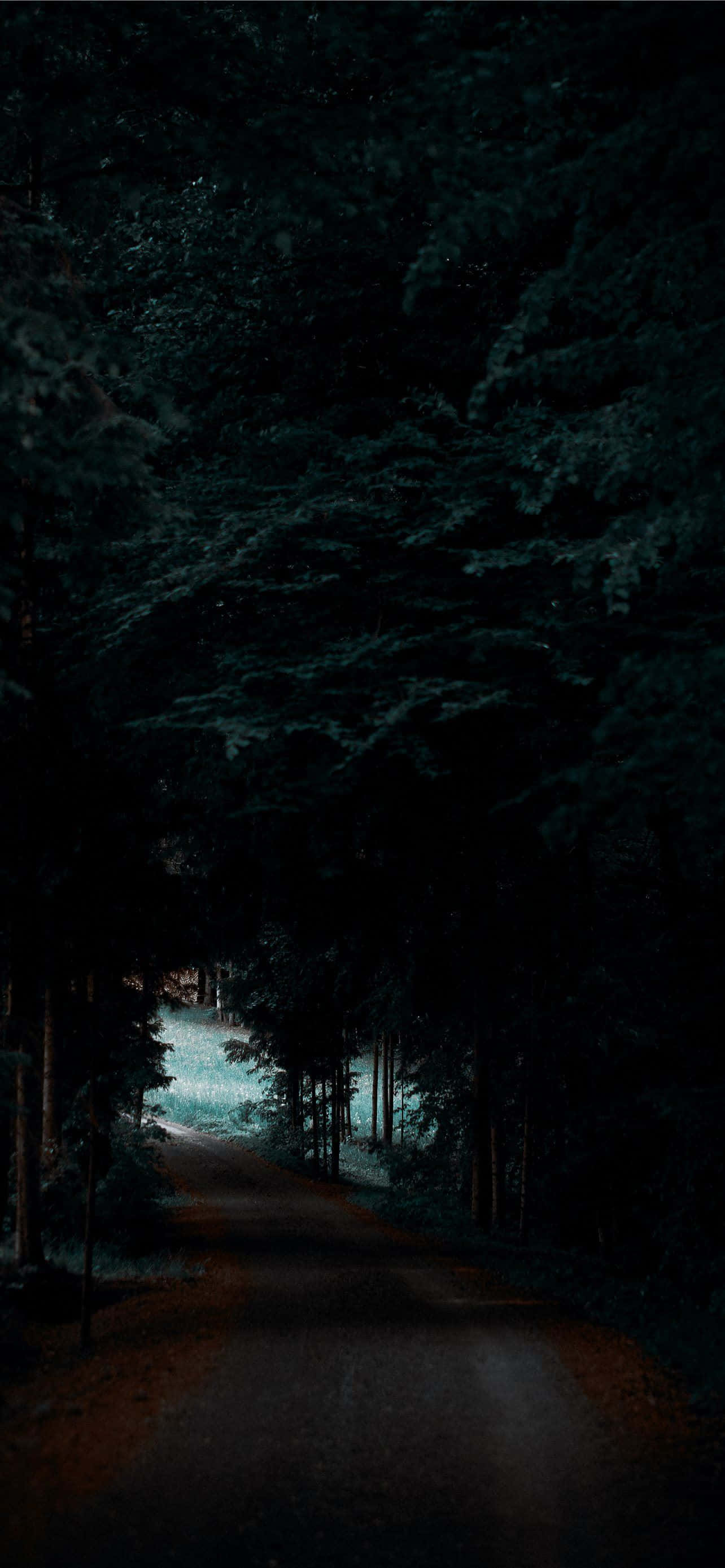 黑暗森林中的道路 Pixel 3 OLED 背景 壁紙