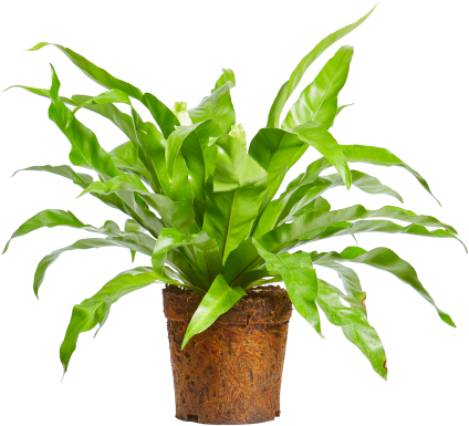 盆栽中的翠绿室内植物.PNG 壁紙