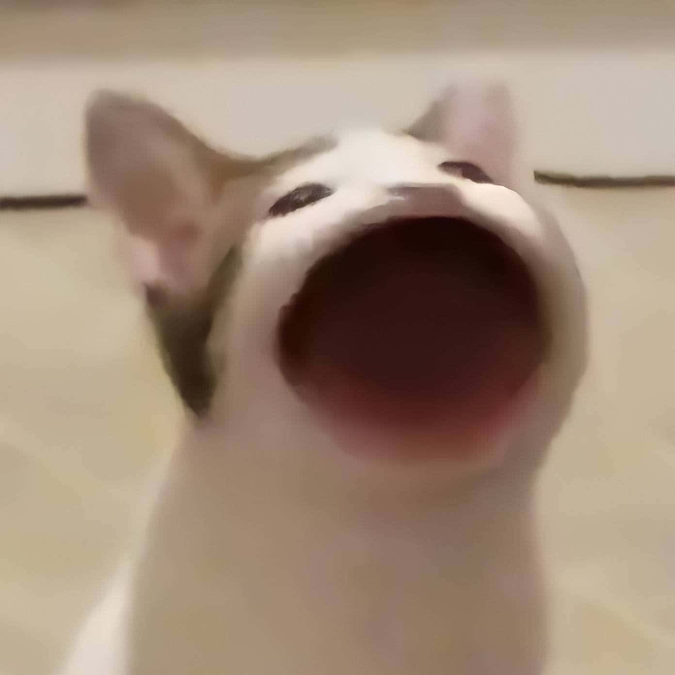 Popcat喵叫詛咒貓圖片 壁紙