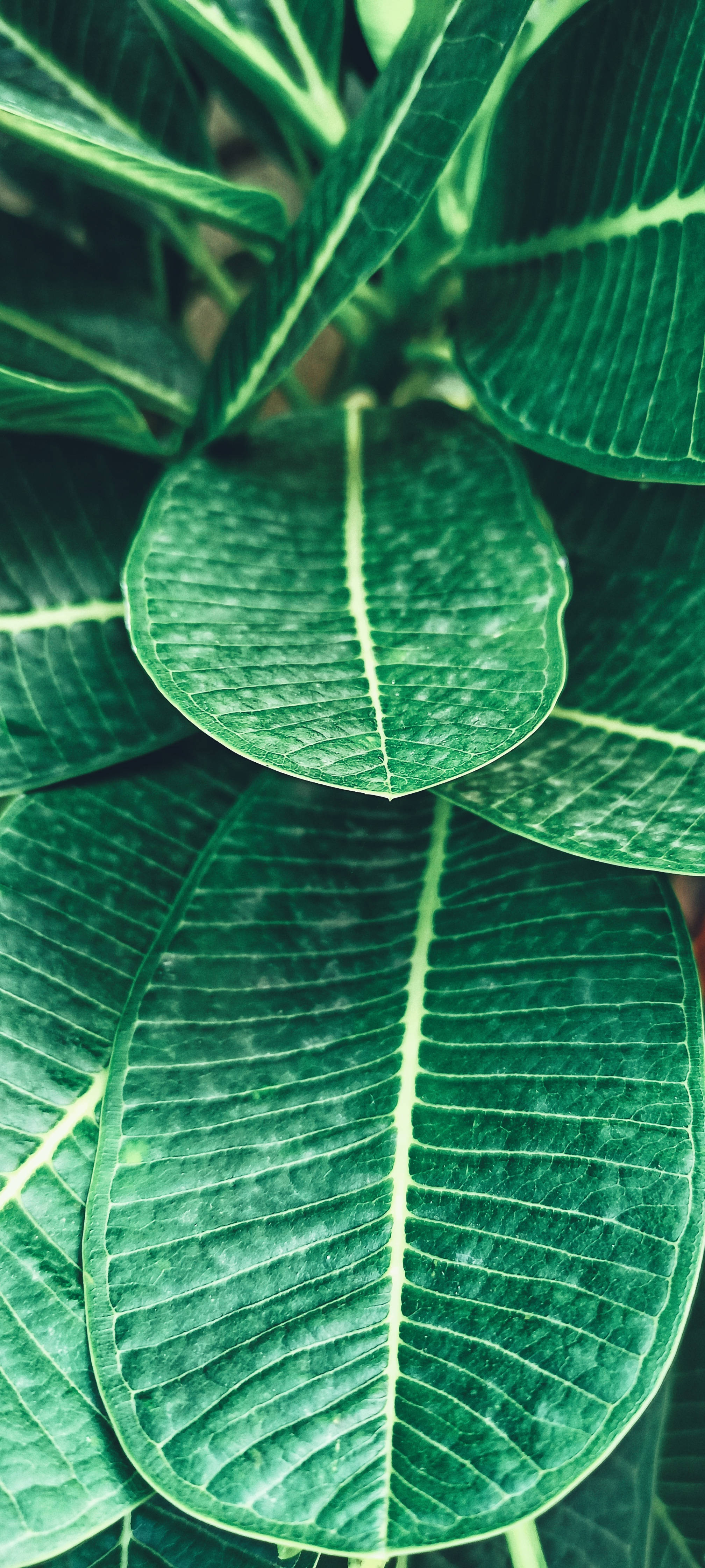 Realme 熱帶植物 壁紙