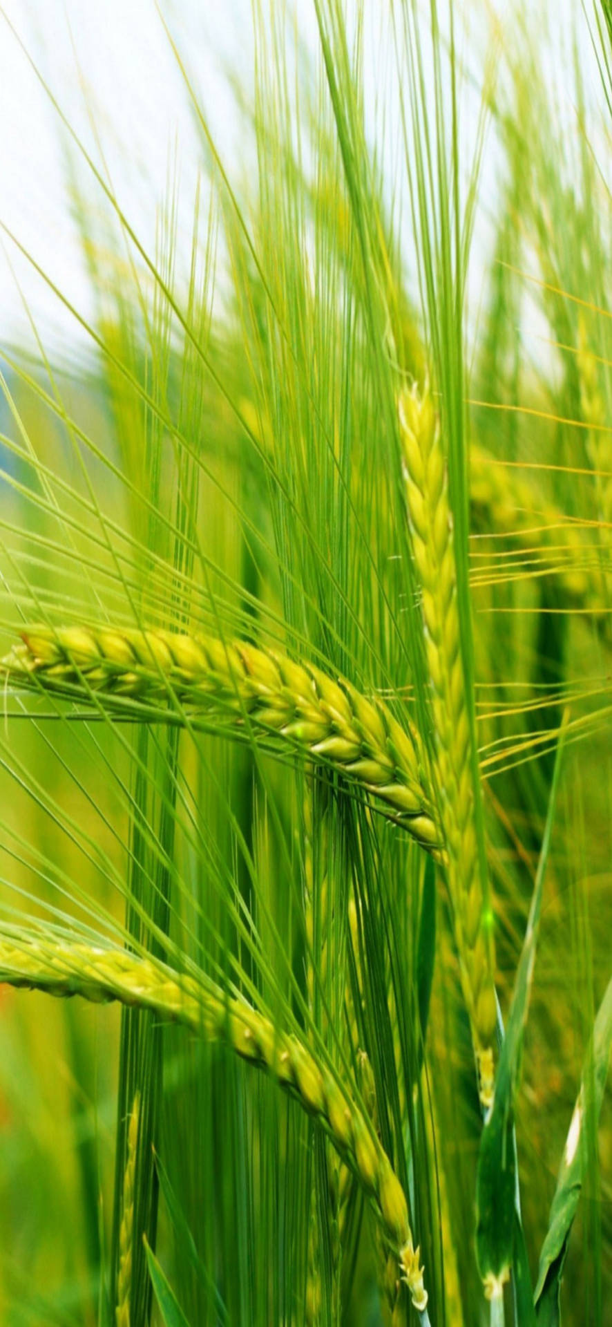 Samsung Galaxy S22 大麥桌布