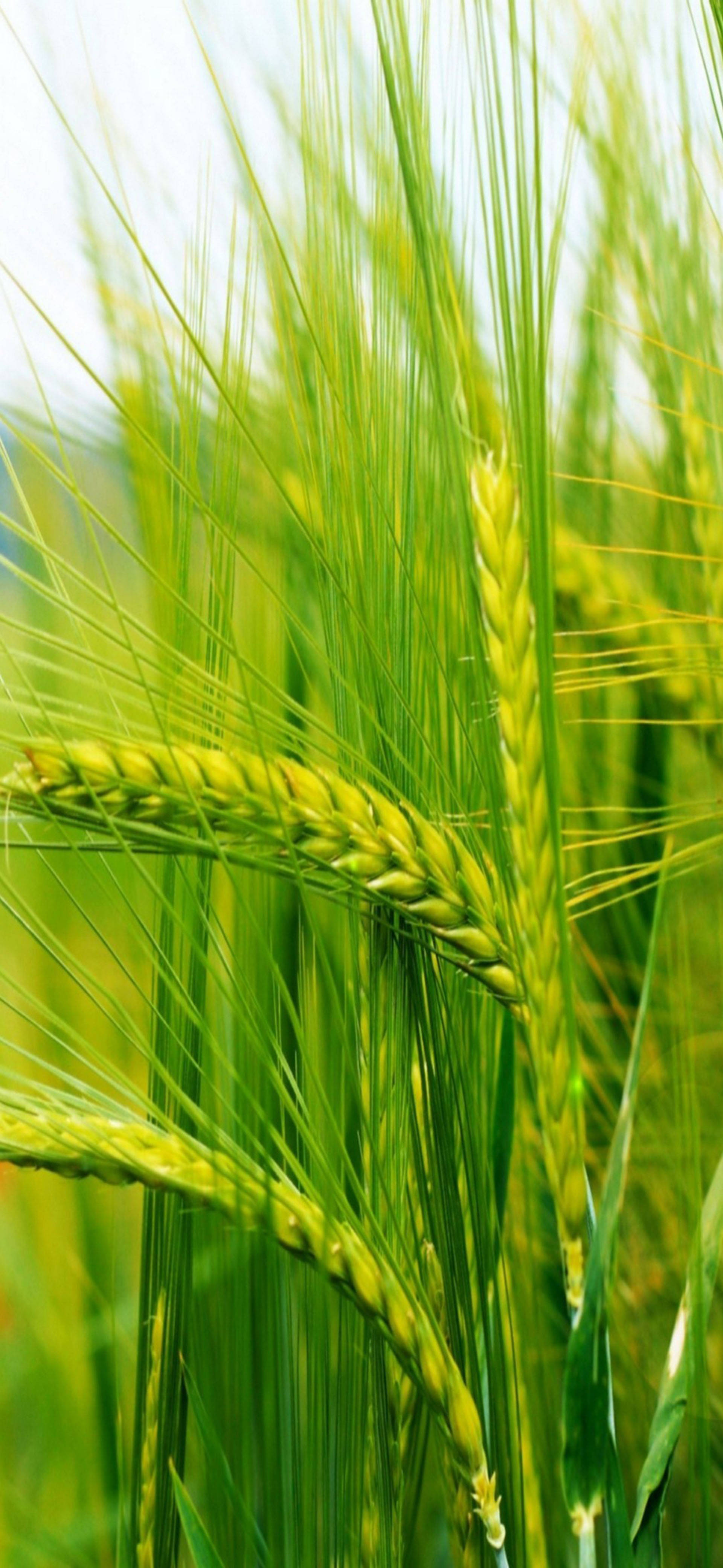 Samsung Galaxy S22 大麥 壁紙