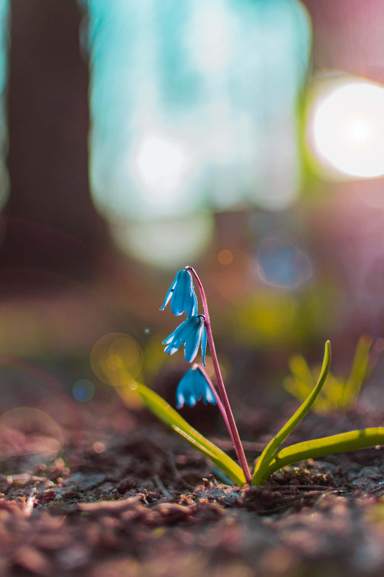 Squill Blue Flowers Phone 壁紙