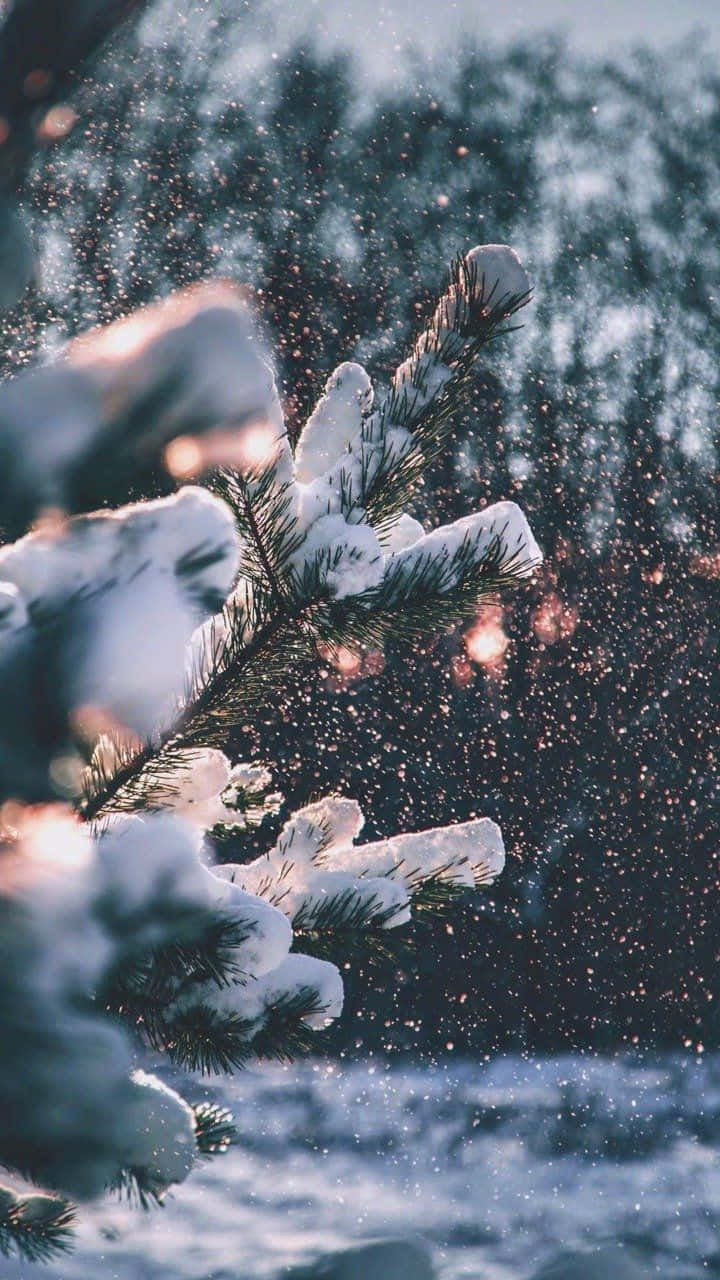 溫馨冬日雪松葉 Tumblr 壁紙