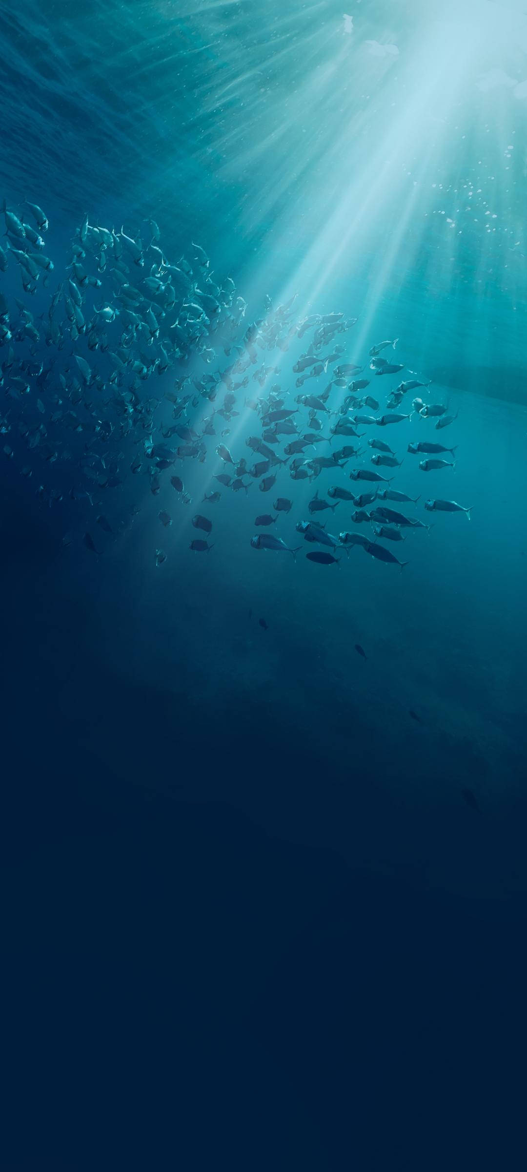 Vivo V20 海底魚群 壁紙