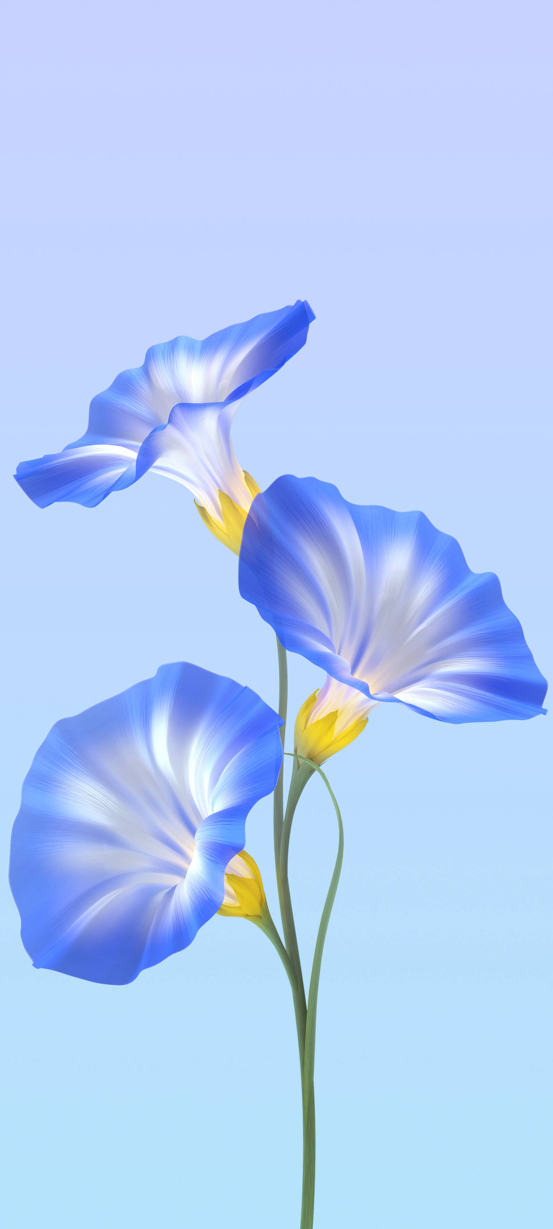 Vivo Y11 蓝色花朵 壁紙
