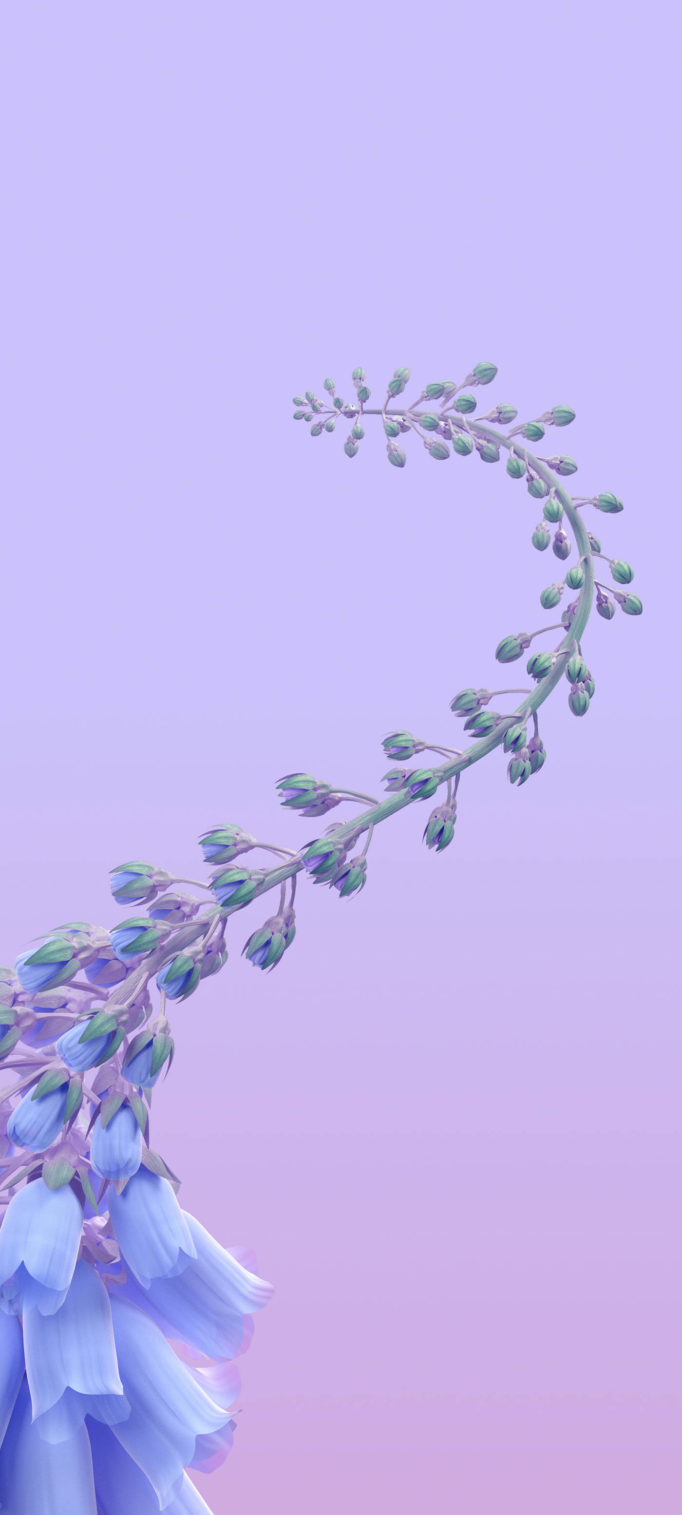 Vivo Y11 蓝铃花 壁紙
