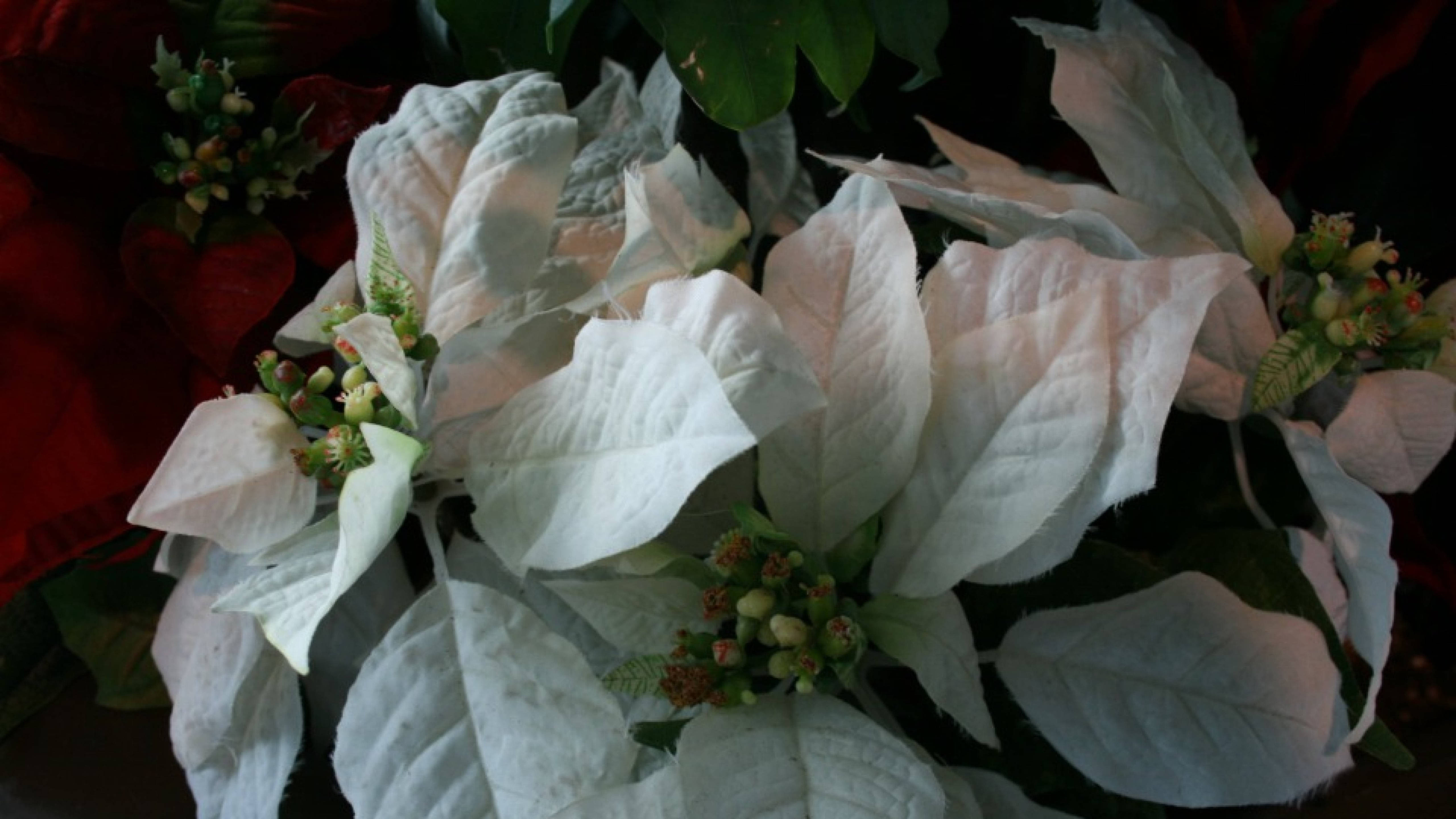 White Wonder Poinsettia 壁紙