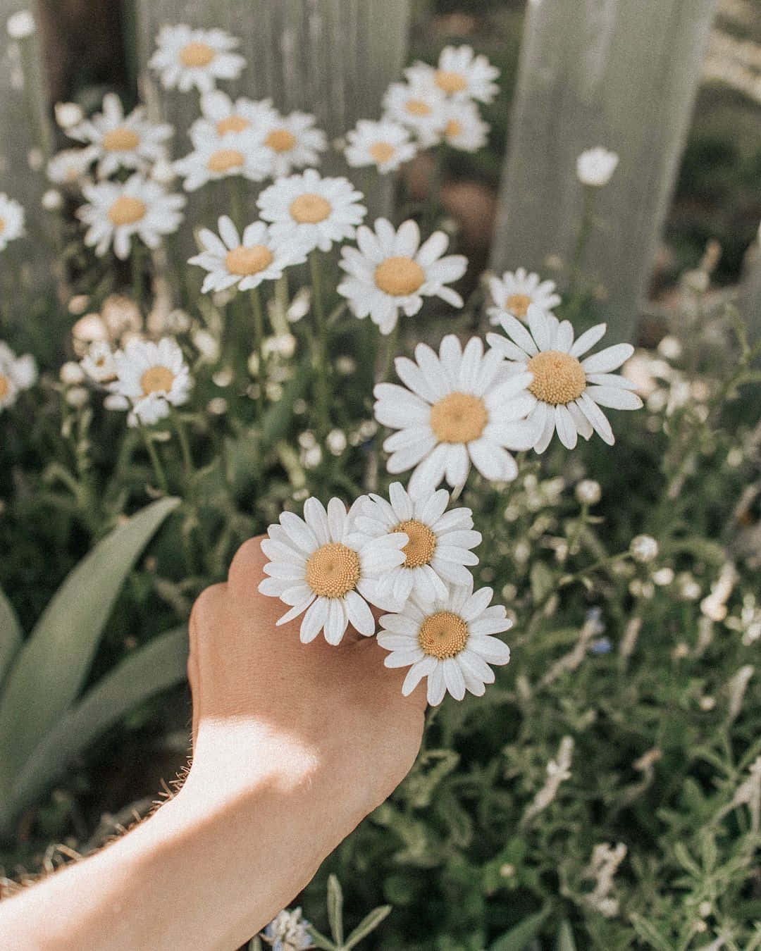一個人在花園裡手持雛菊 壁紙