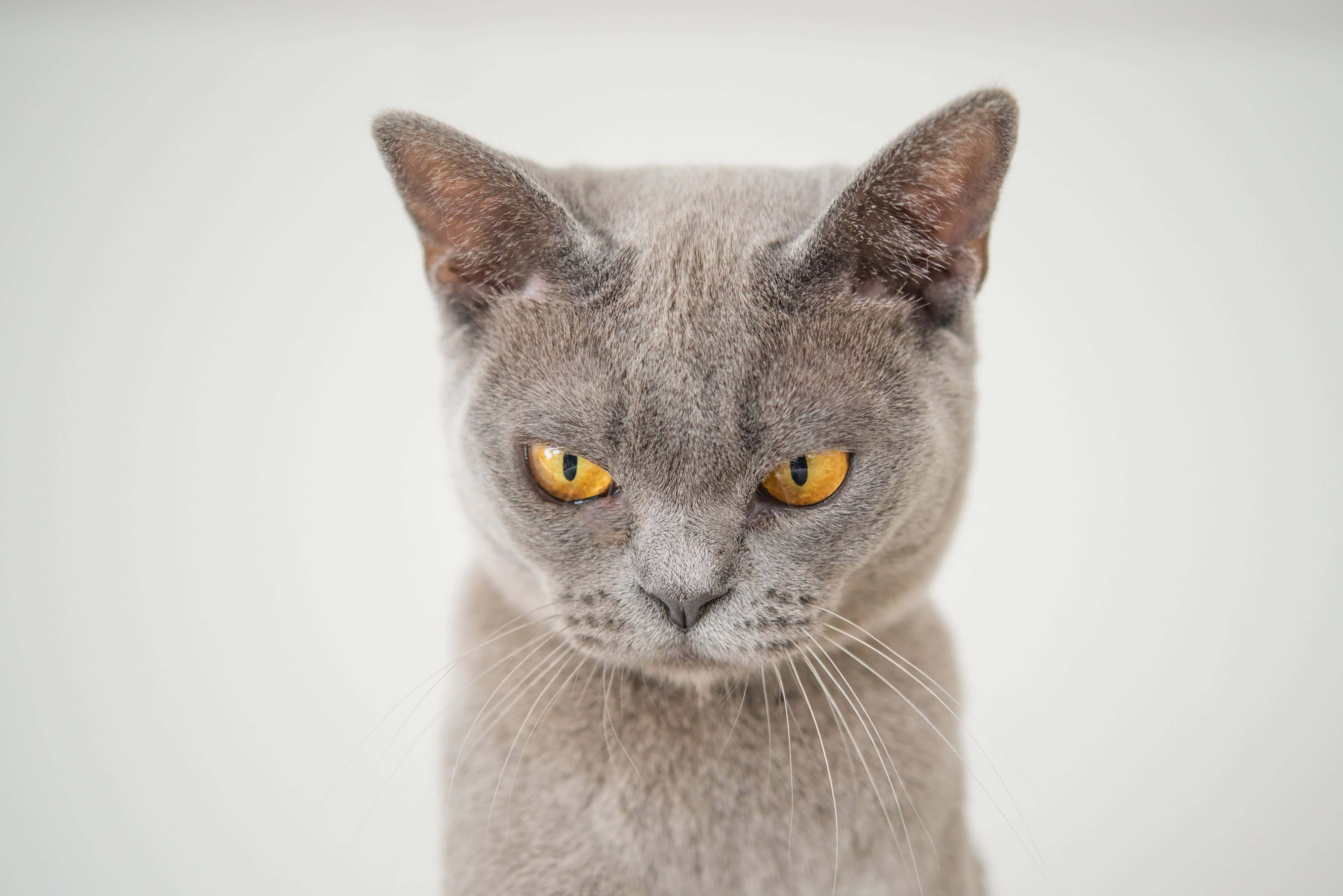 一只灰猫长着黄色眼睛，正看着镜头 壁紙