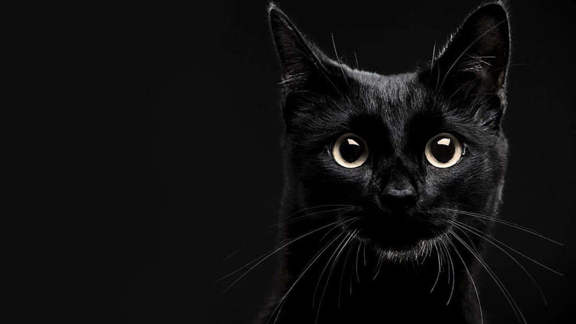一只黑猫正凝视著镜头 壁紙