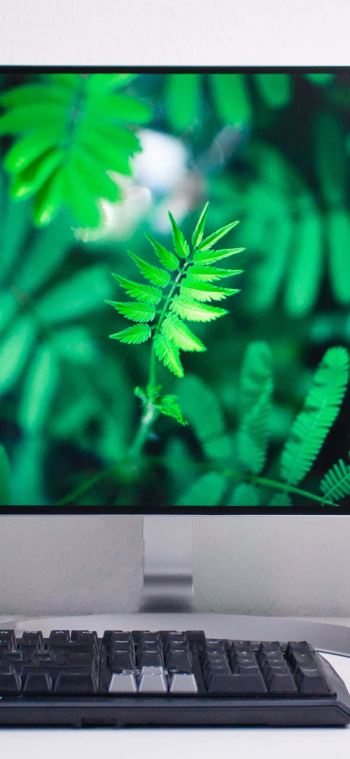 一台帶有綠色螢幕的電腦顯示器 壁紙