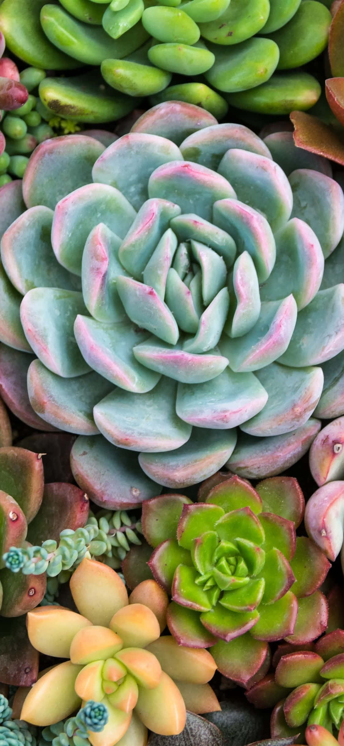 一堆多肉植物 壁紙