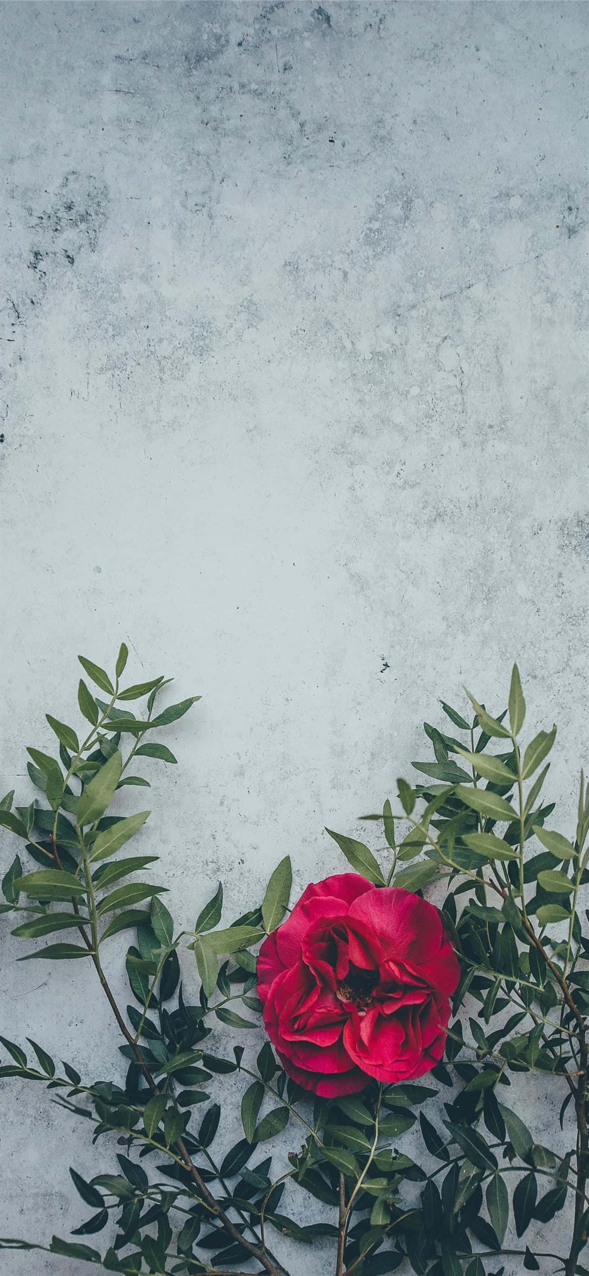一朵生機勃勃的鮮紅花朵 壁紙