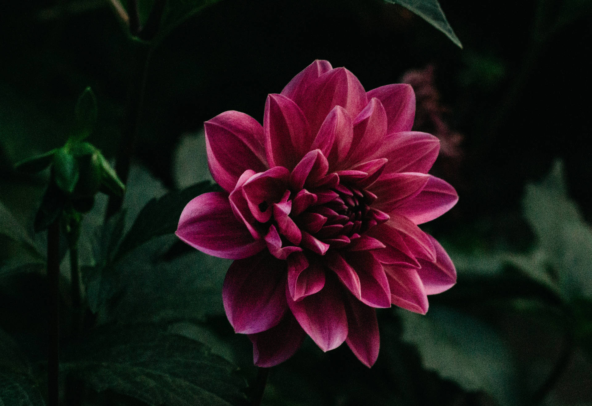 紫色花朵，花瓣優雅纖細，搭配綠葉的桌布 — 紫色 壁紙