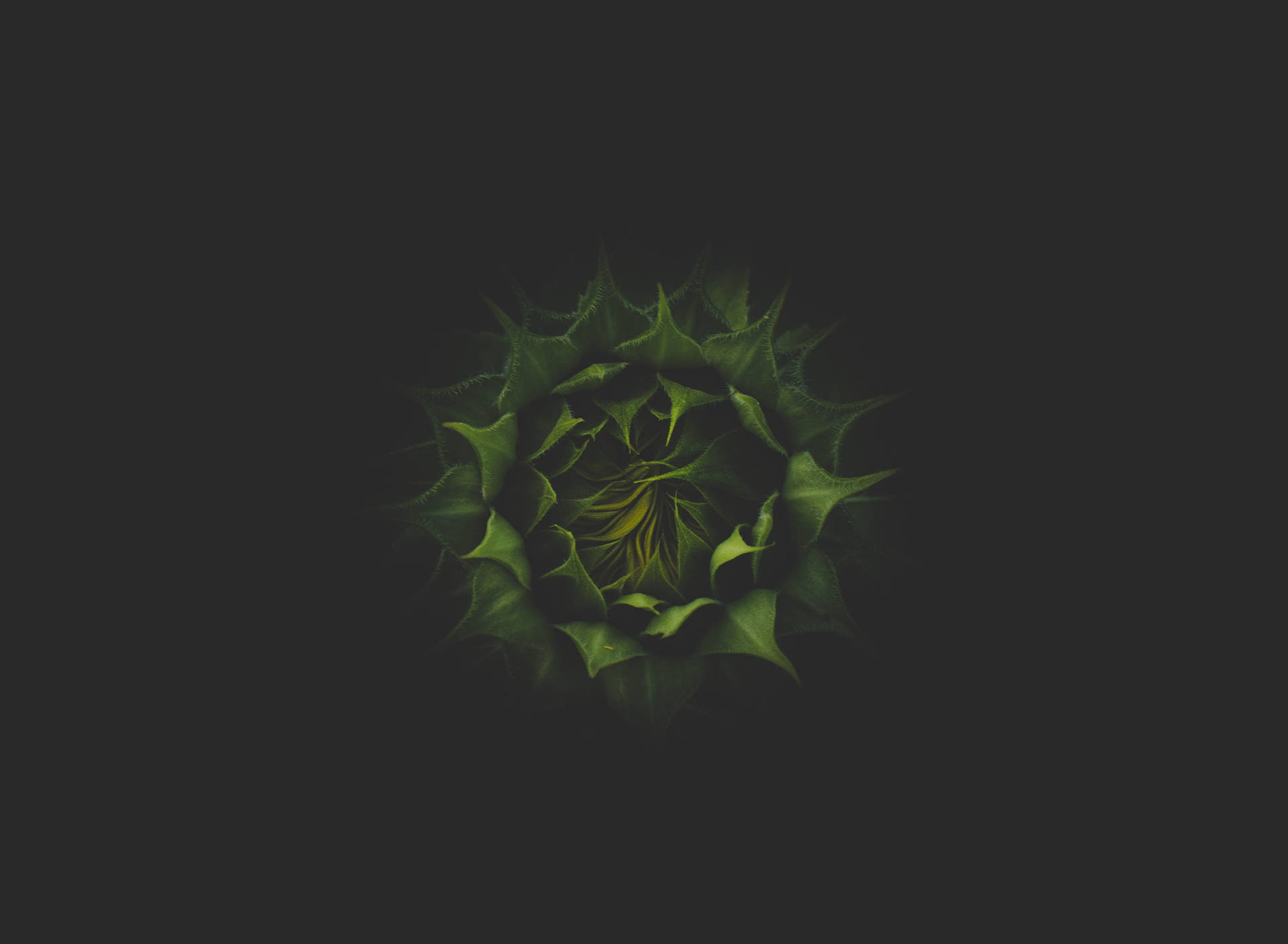 盛開的向日葵，帶有深綠色花苞，襯以黑色背景。 — 向日葵 壁紙