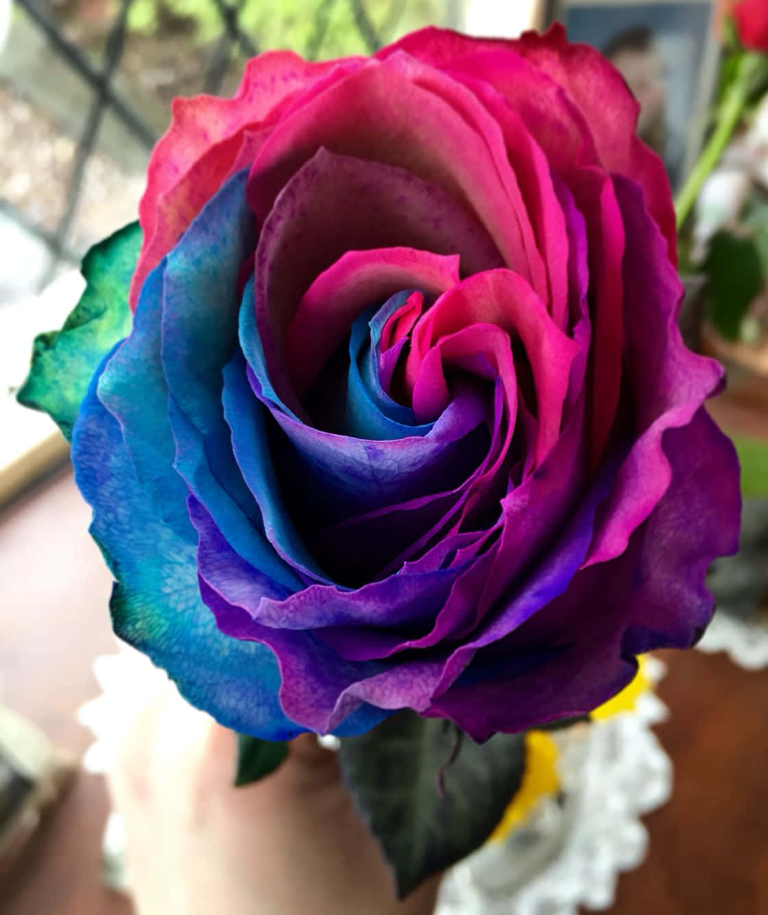 一朵花瓣柔美的精緻玫瑰 壁紙