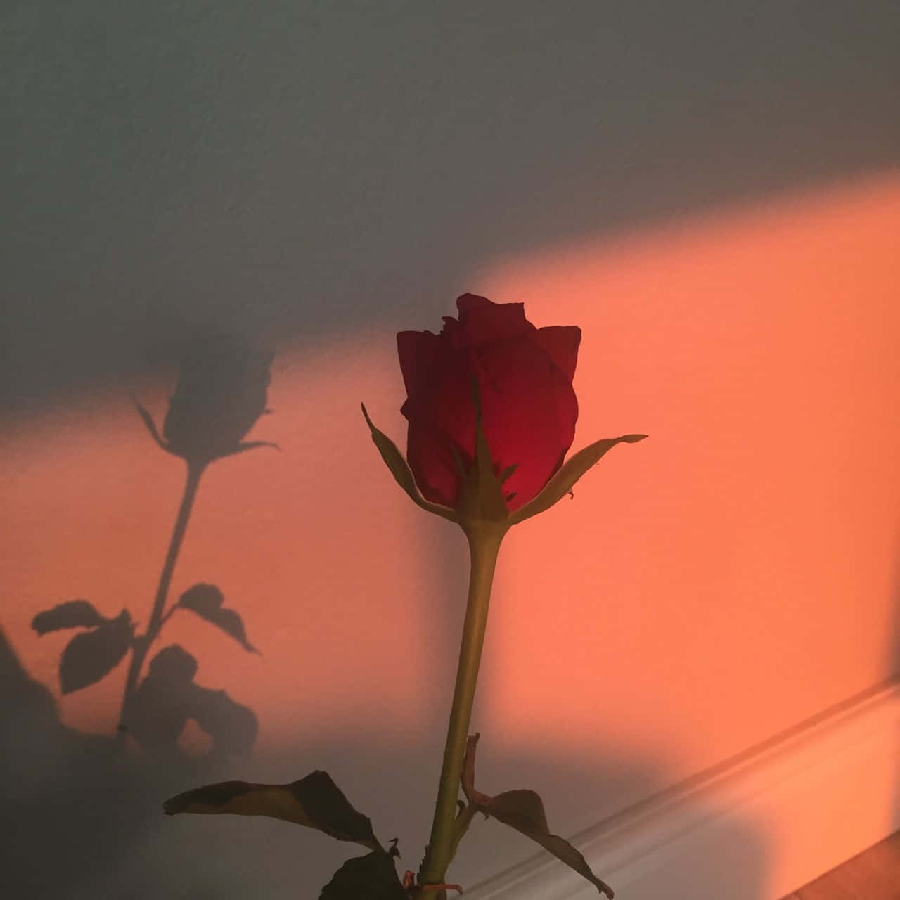 一朵鮮豔的紅玫瑰在柔焦美學中脫穎而出。 壁紙