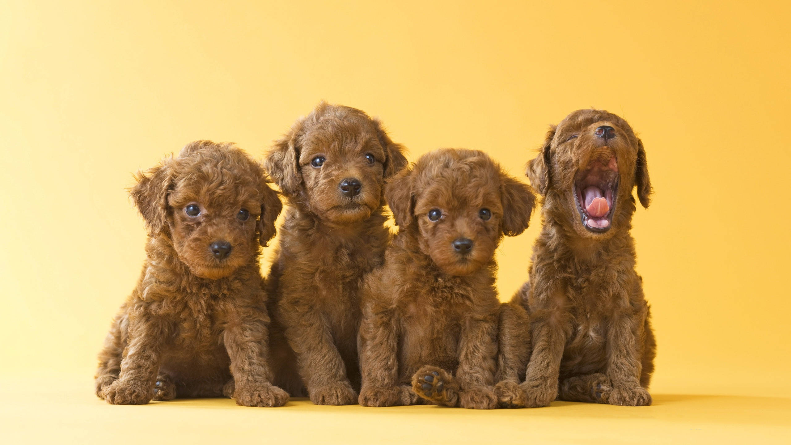 一窩可愛的棕色玩具貴賓犬幼犬 壁紙