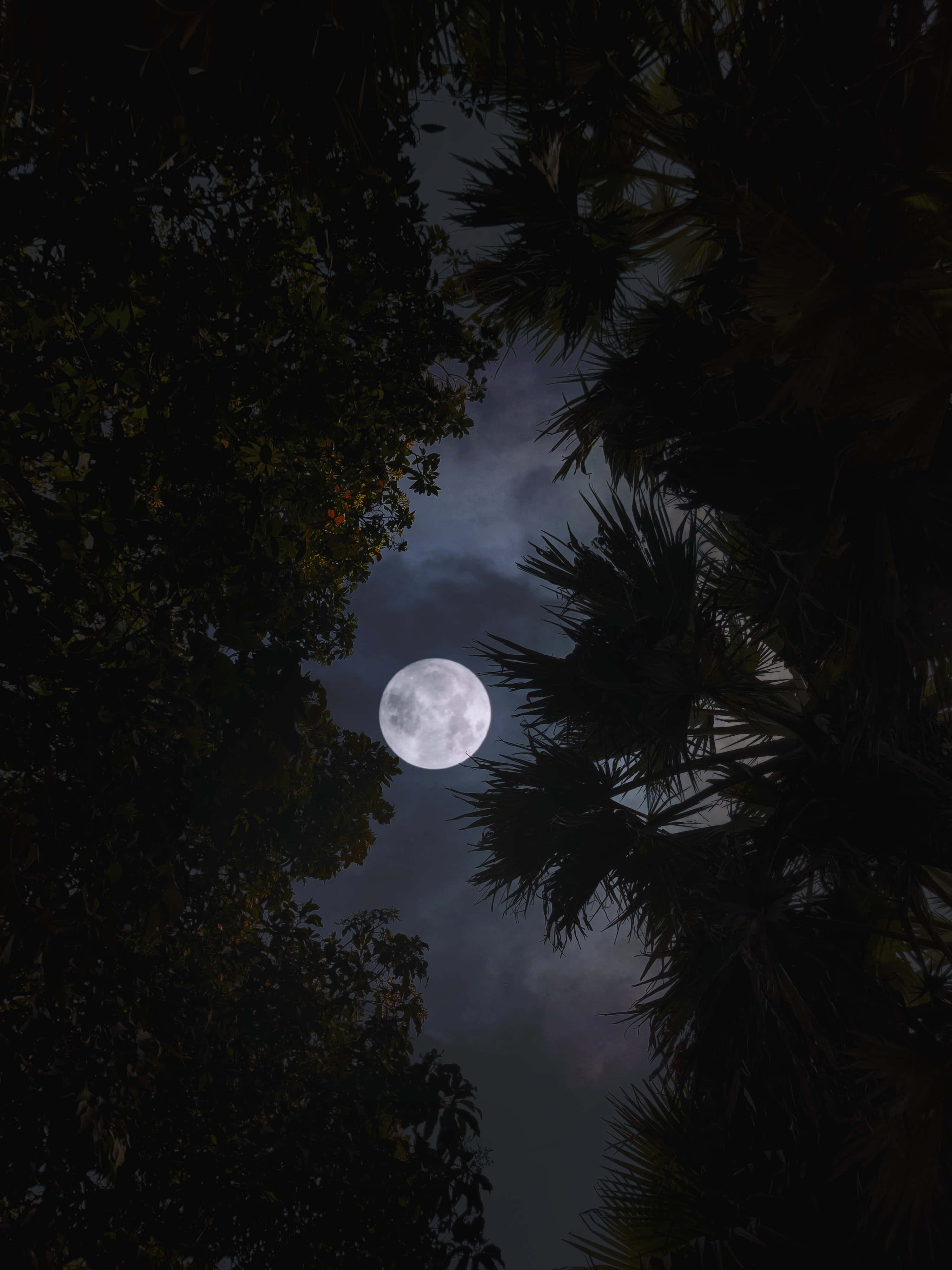 一轮可爱的满月照亮宁静的夜空。 壁紙