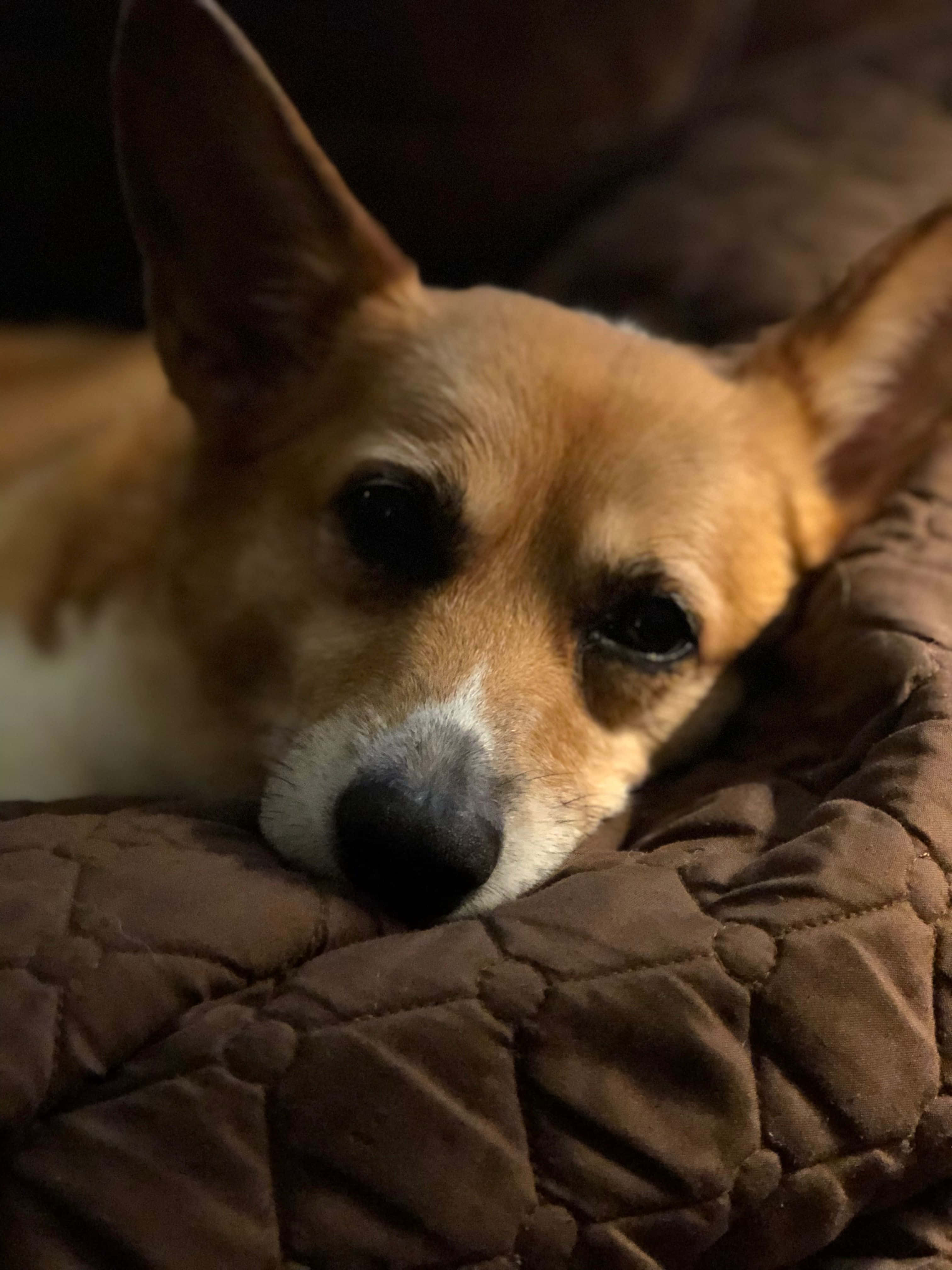 一隻享受夏天的柯基犬 壁紙