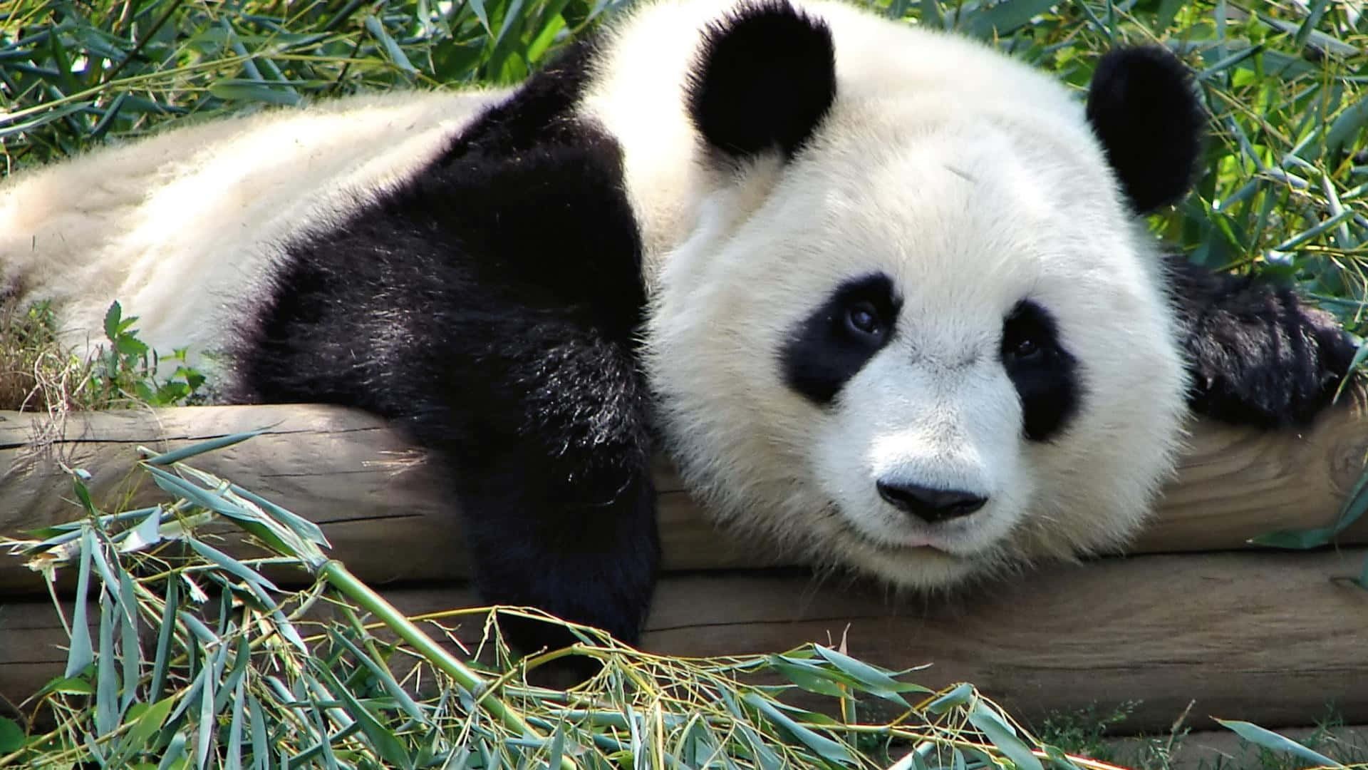 一隻熊貓躺在木頭上 壁紙