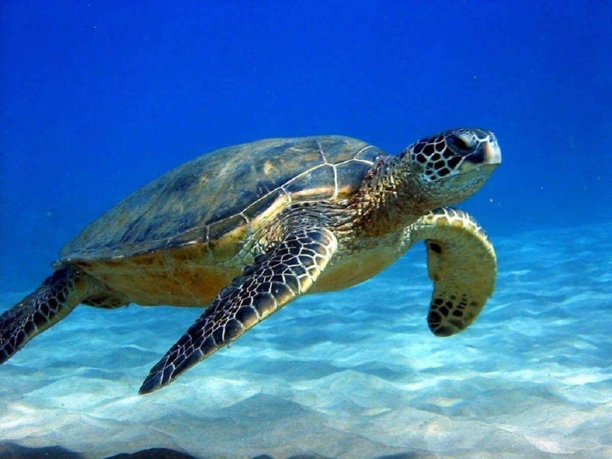 一隻綠海龜在海洋中游泳 壁紙