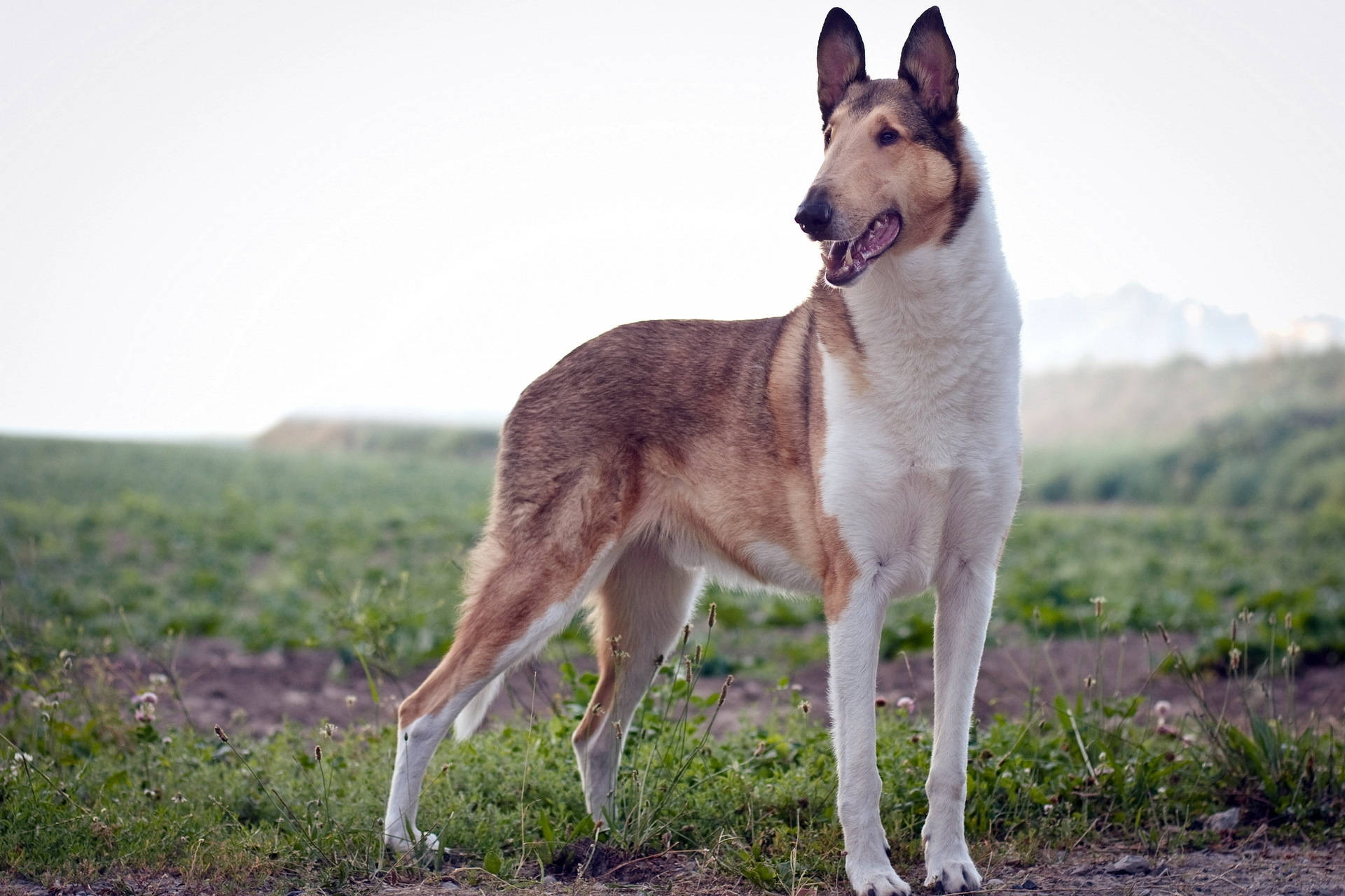 順毛柯利牧羊犬站在草地上的桌布