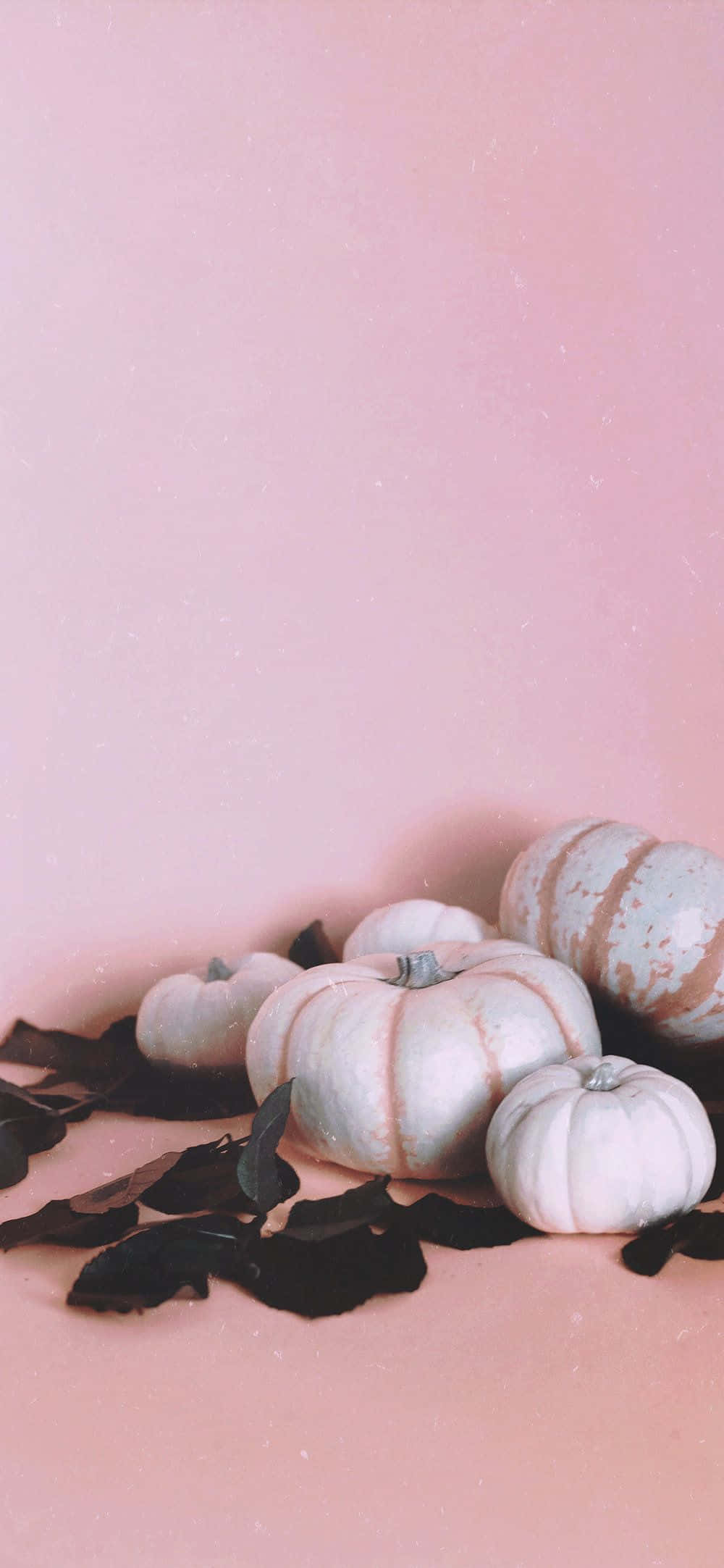 一顆色彩鮮豔的粉紅南瓜 壁紙