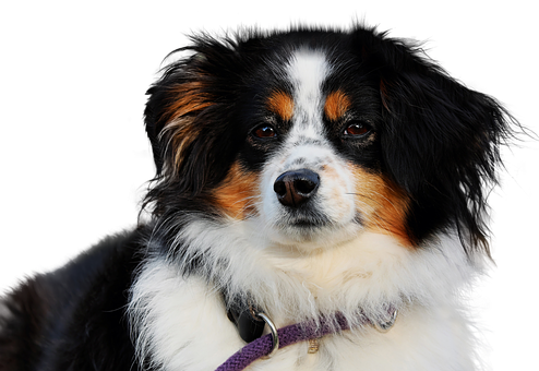 三色澳大利亚牧羊犬肖像 壁紙