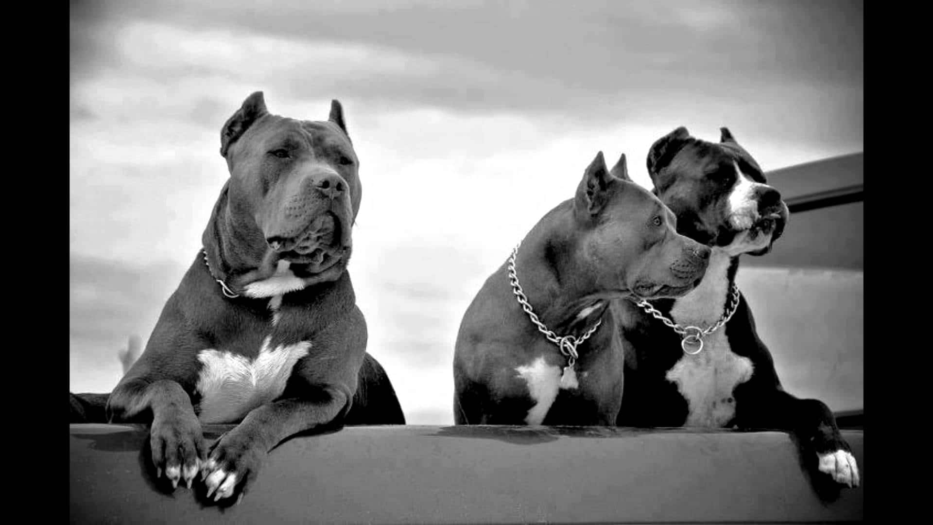 三隻比特犬圖片 壁紙