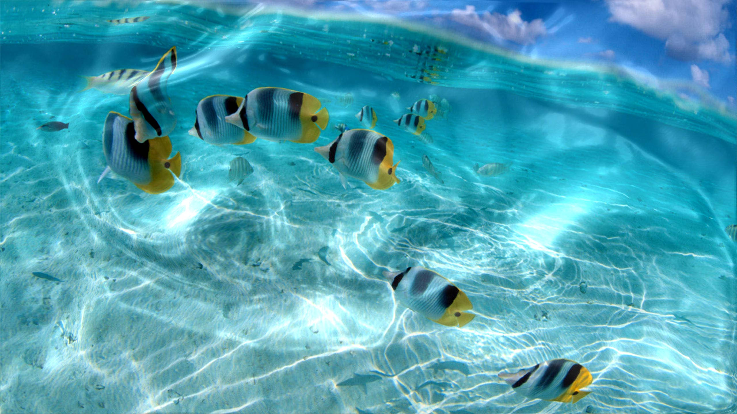 互動熱帶魚 壁紙
