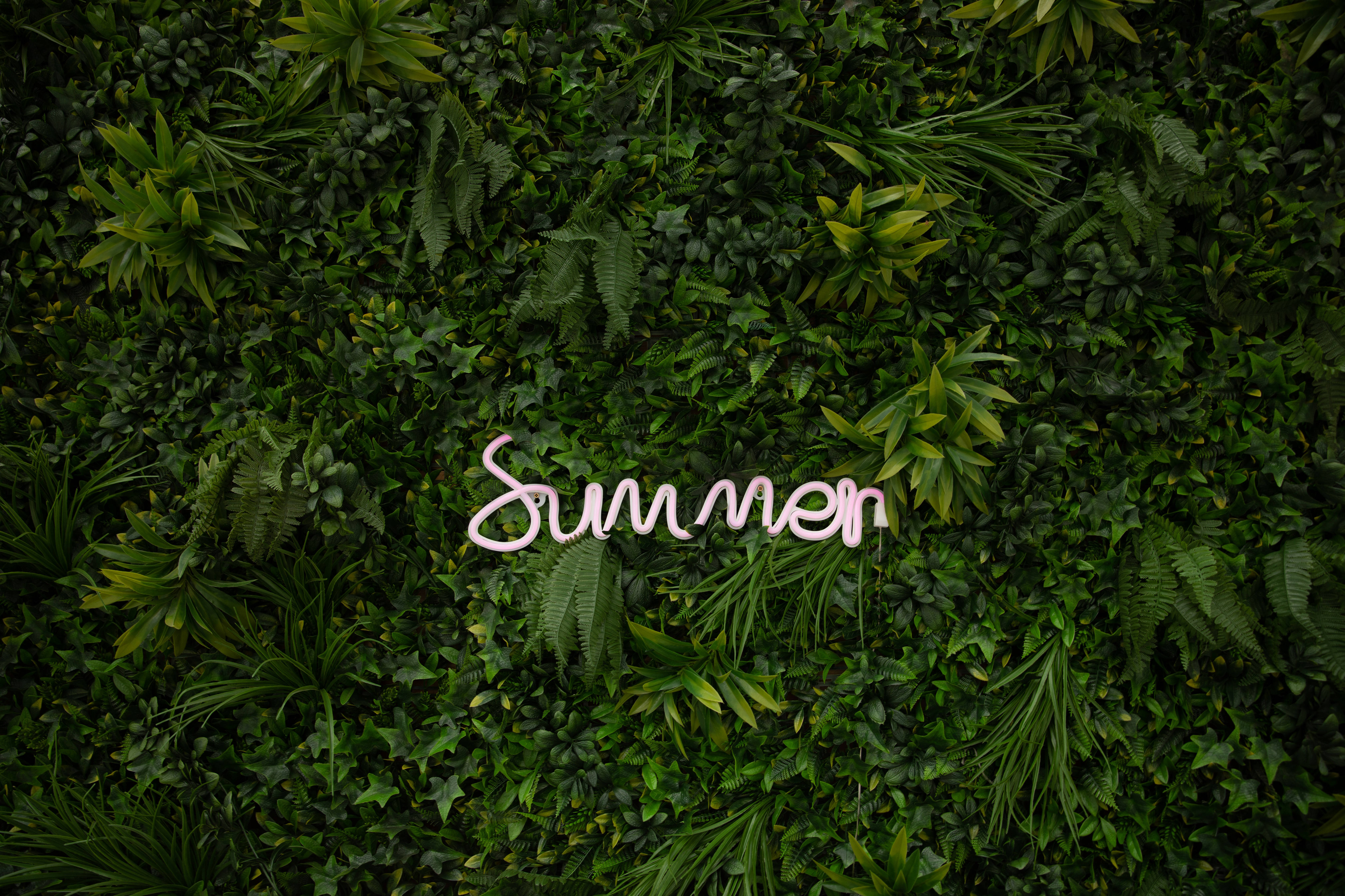 享受這個夏天！ 壁紙