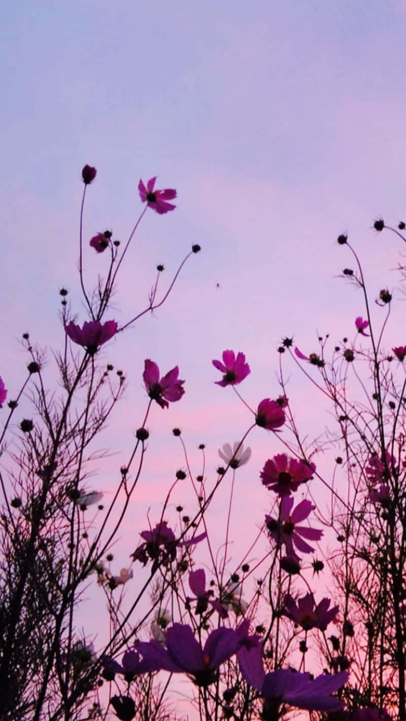 紫色花朵背景 — 花朵 壁紙