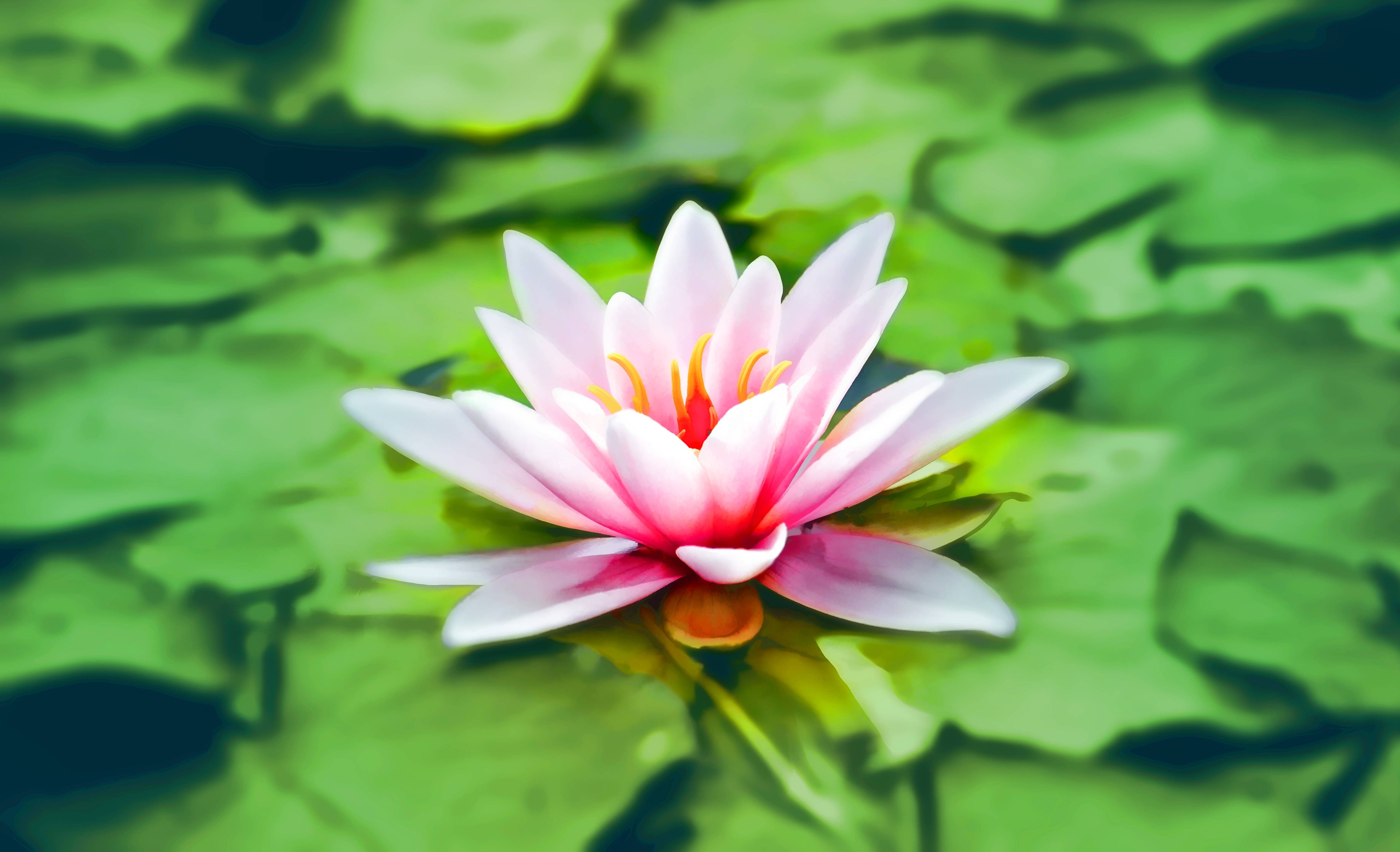 全盛綻放的粉色蓮花 壁紙