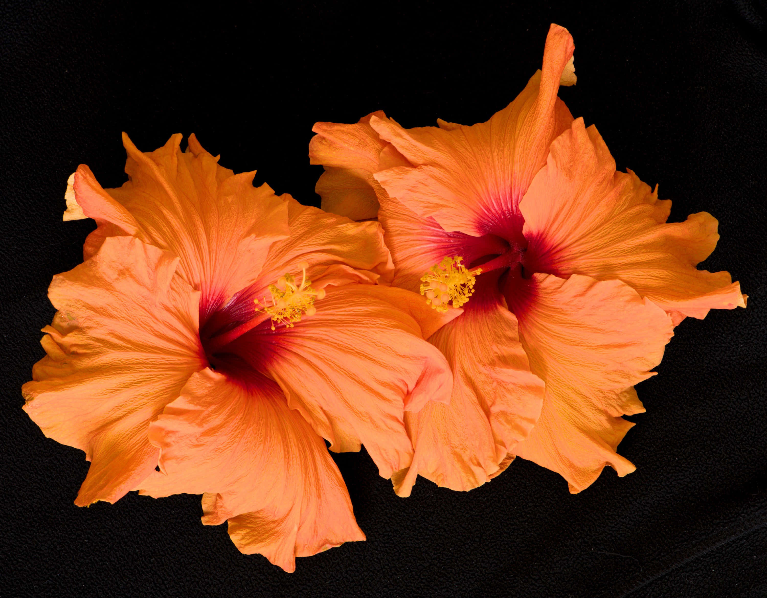 兩朵橙色木槿花 壁紙